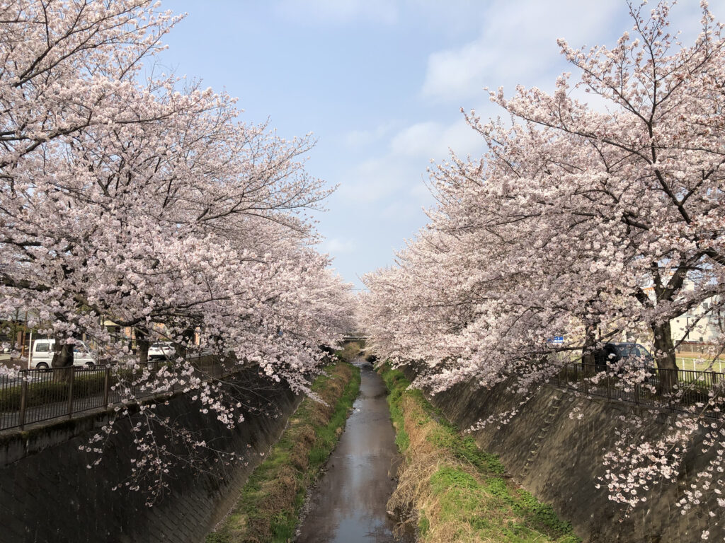 三沢川の桜並木