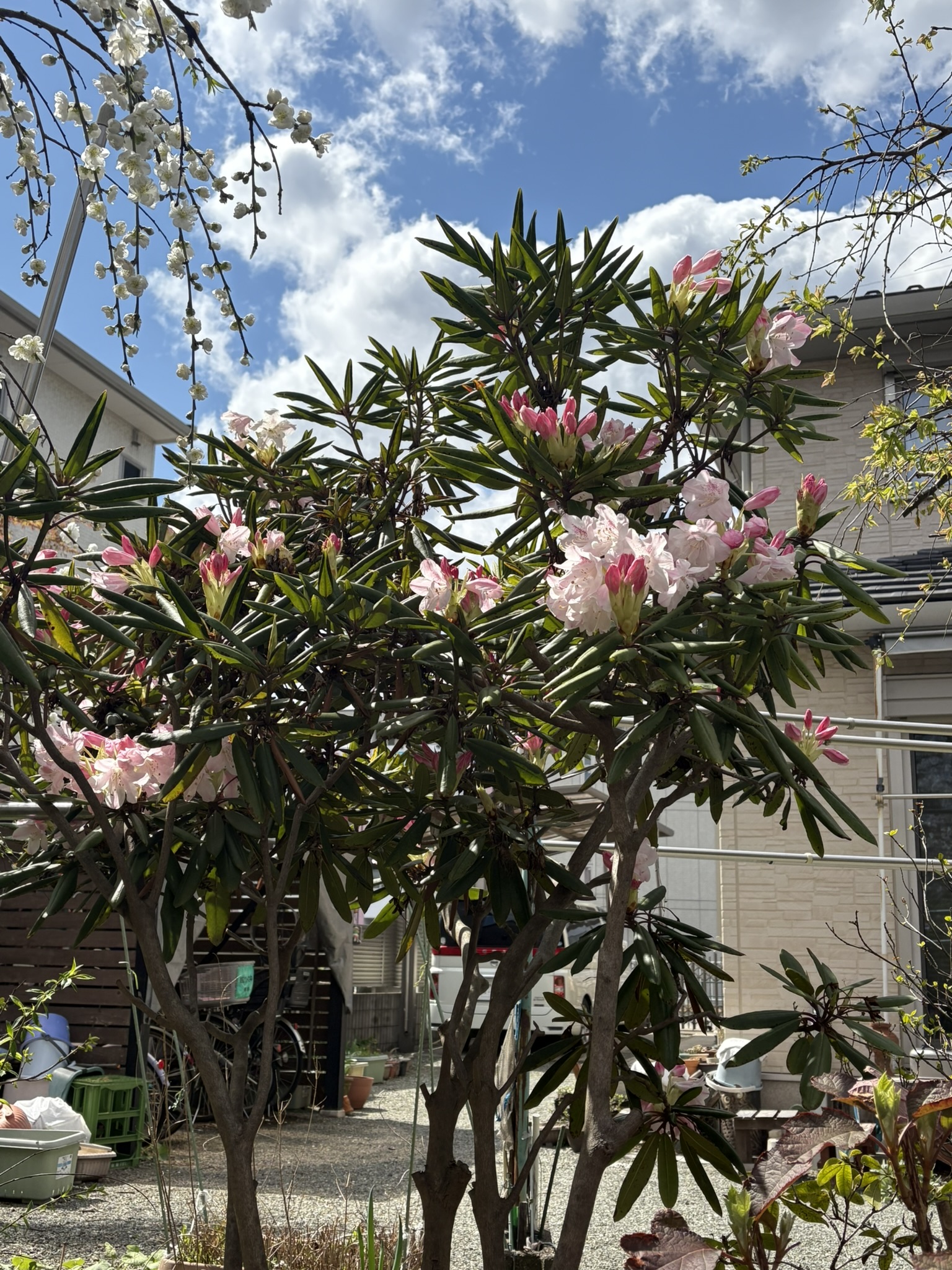 早くもシャクナゲが咲き始めました 2025-04-04