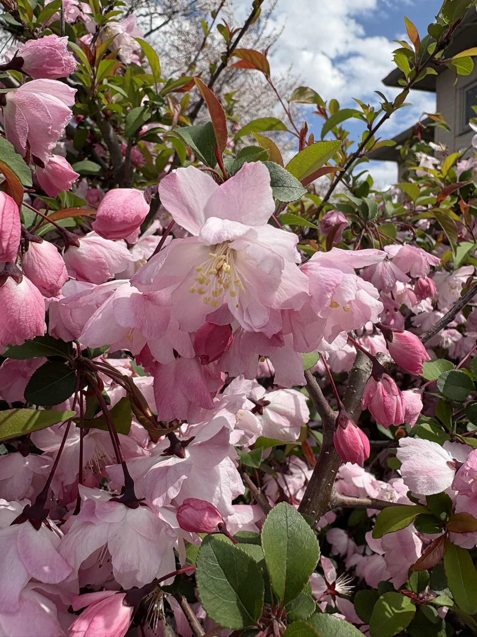 ハナカイドウが華やかです 2025-04-04