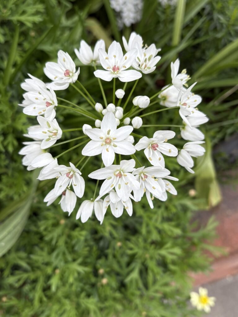 アリウム・ネアポリタナム