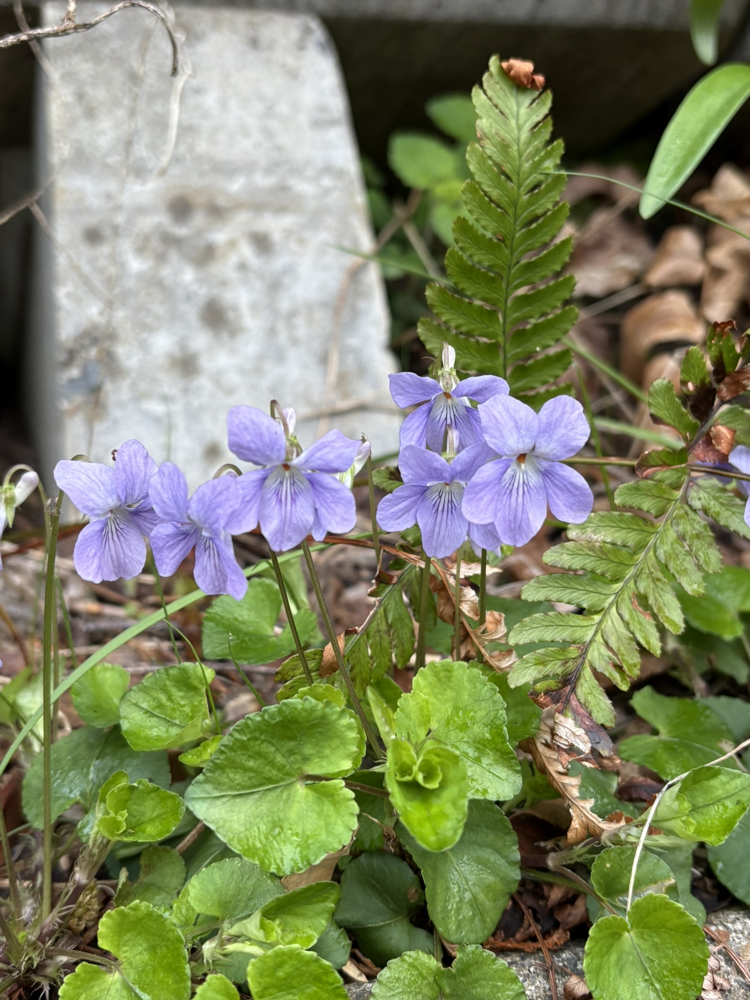 タチツボスミレを見つけました 2025-04-07