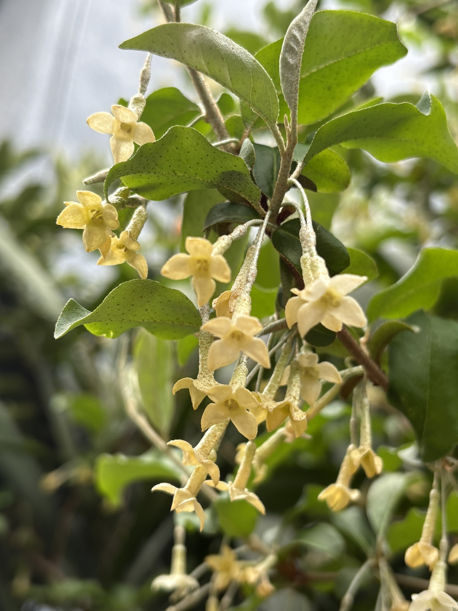 日陰にそっと咲くトウグミの花 2025-04-07