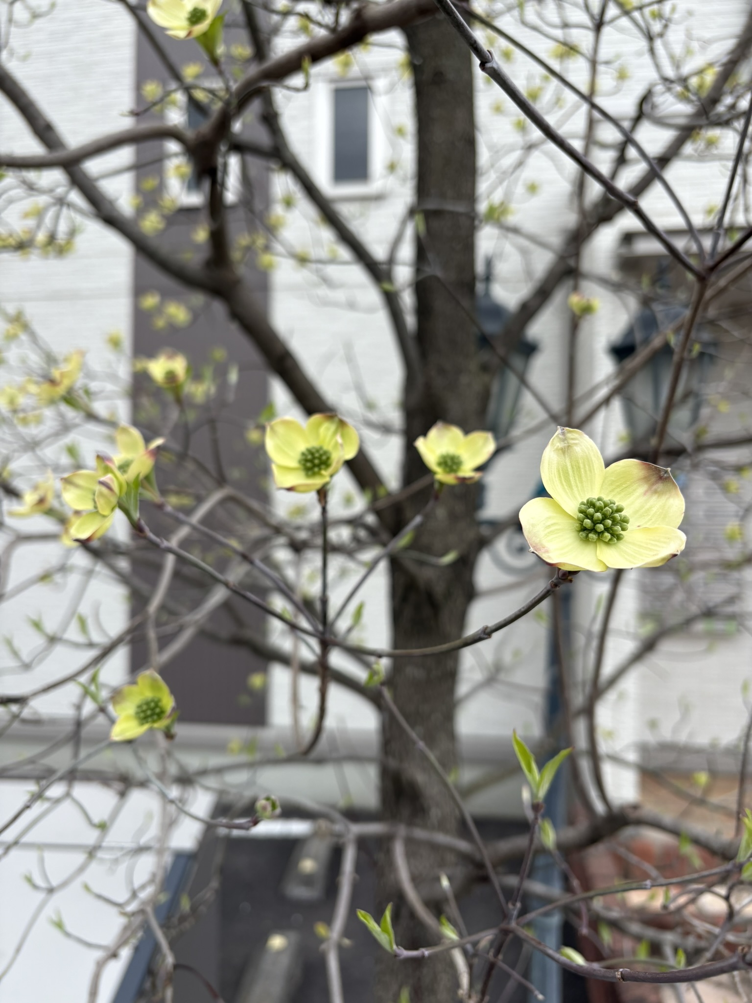 もうハナミズキが咲いています 2025-04-07