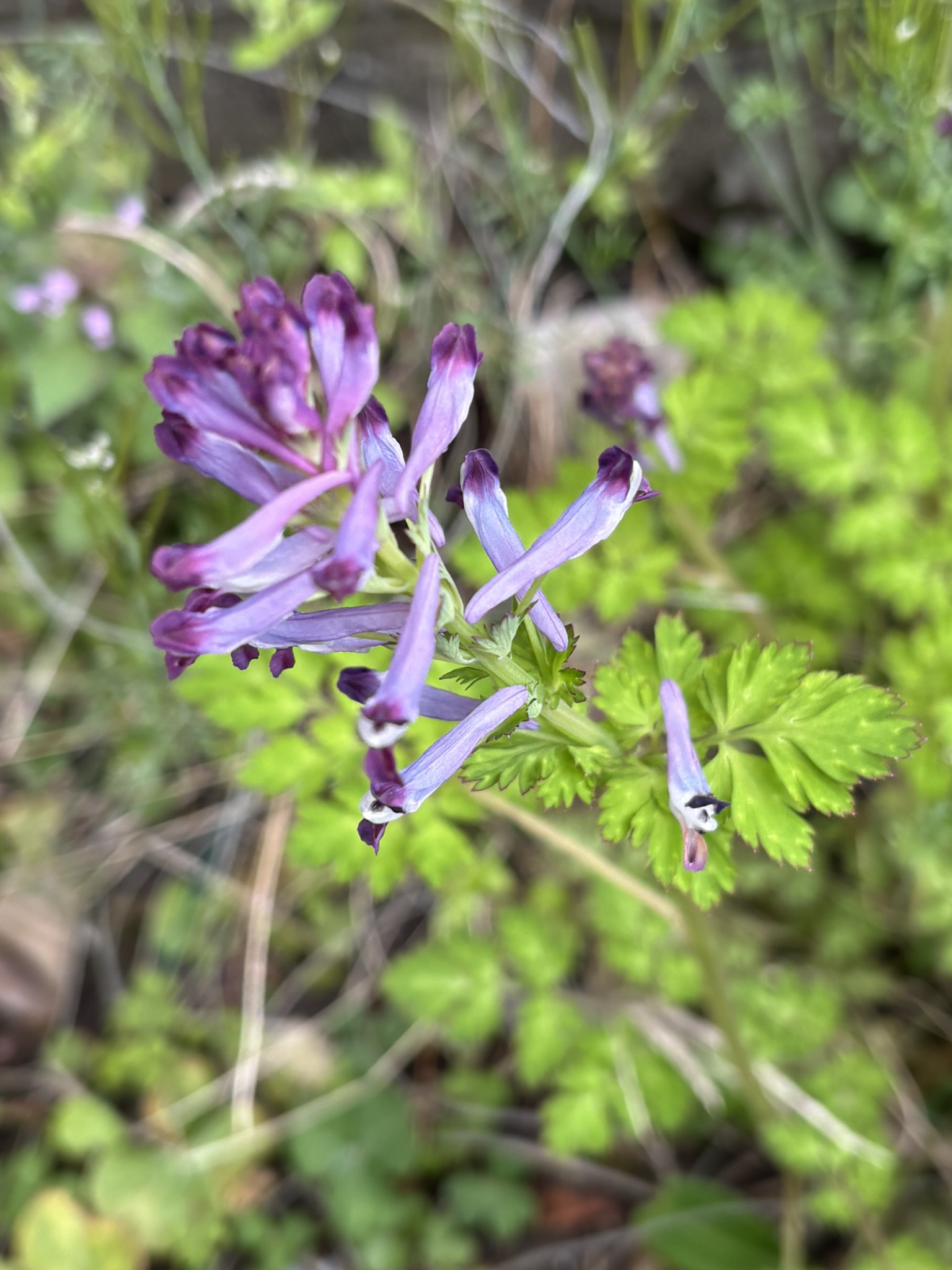 ムラサキケマンは見つけると嬉しくなる 2025-04-07