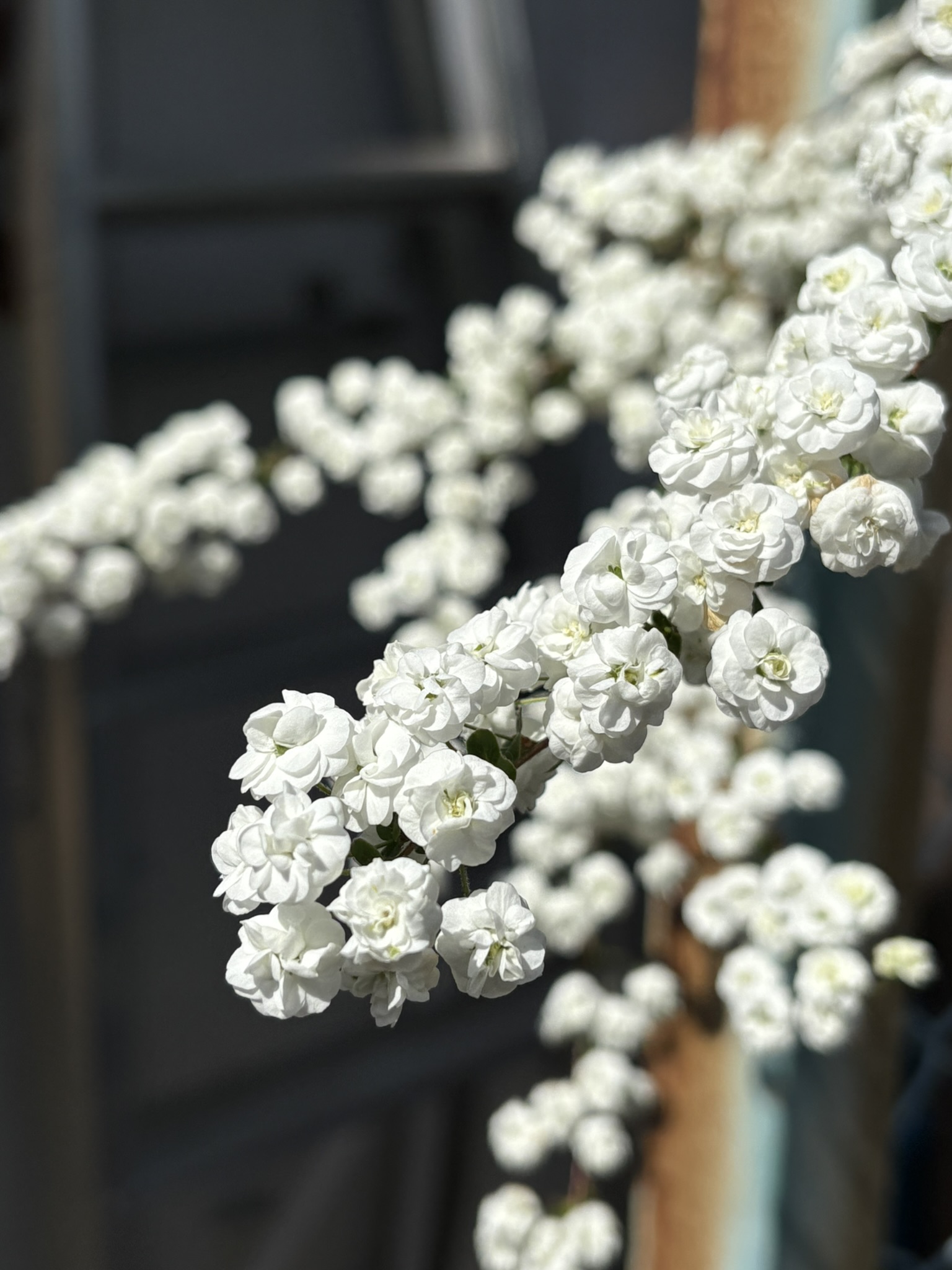 シジミの身に似てるからシジミバナ 2025-04-09