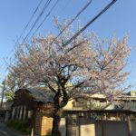 ソメイヨシノ (2)