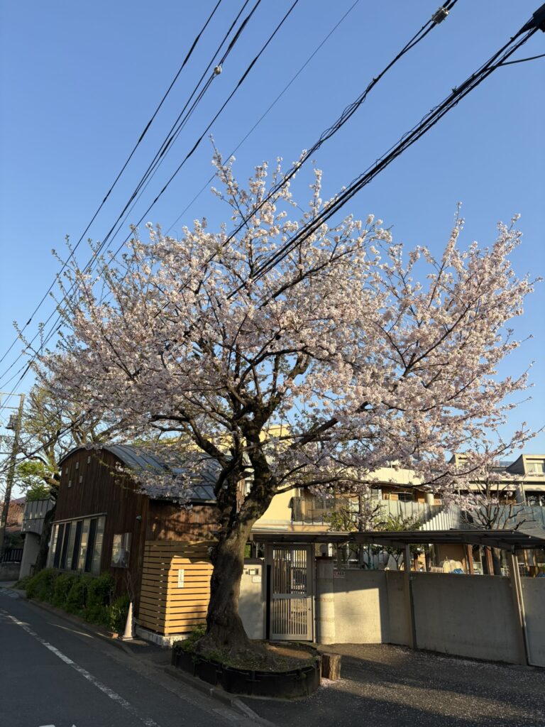 ソメイヨシノ (2)