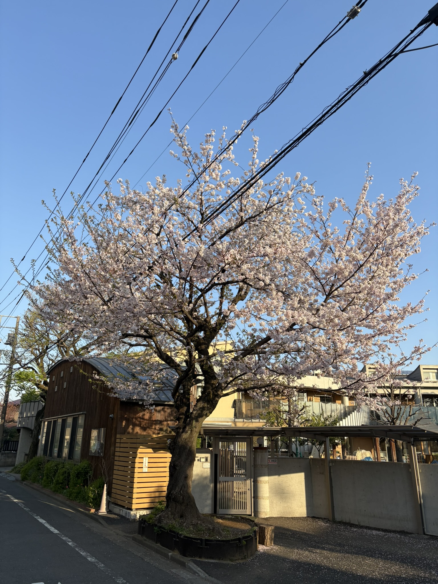 松葉保育園のソメイヨシノは遅咲きです 2025-04-09