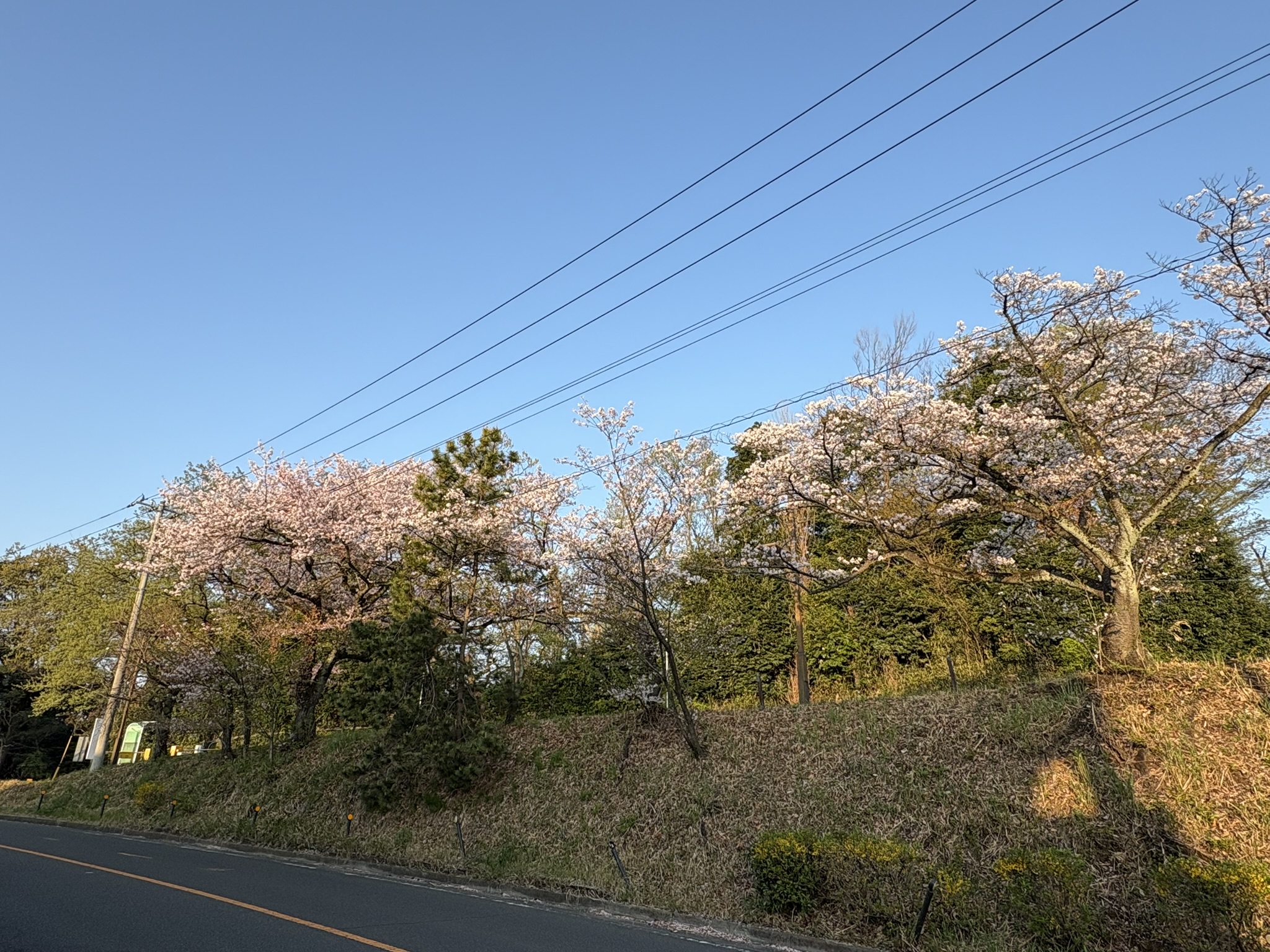 よみうりランドの坂道のソメイヨシノ 2025-04-09