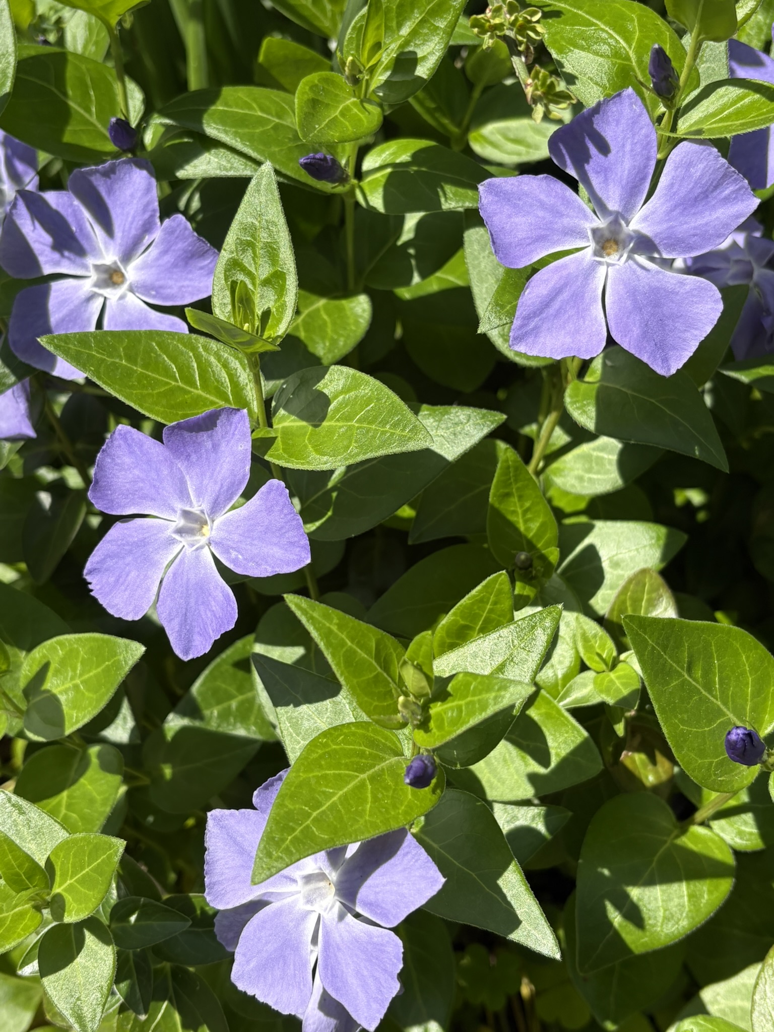 花壇のツルニチニチソウ 2025-04-09