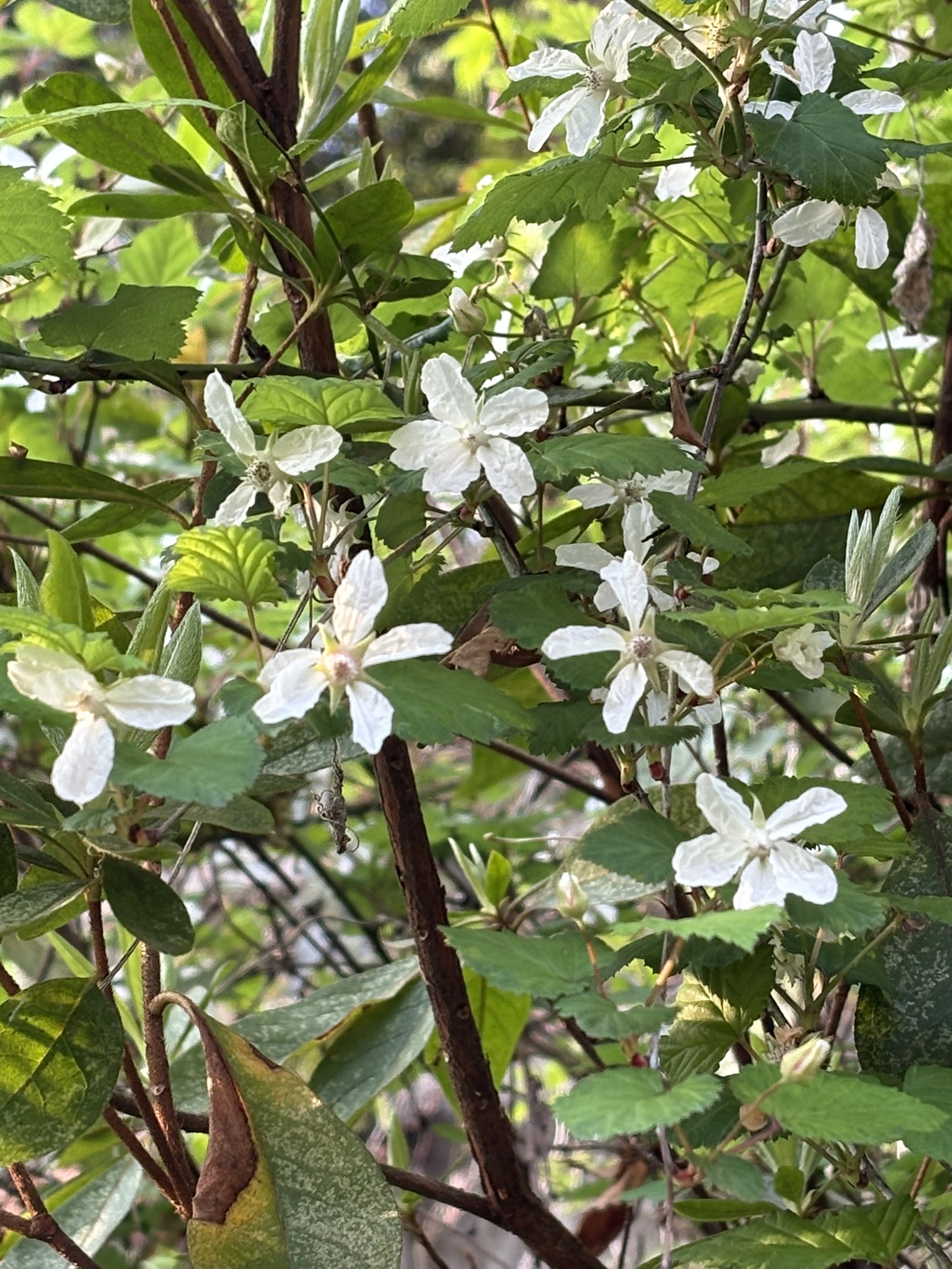 穴澤天神の林縁のニガイチゴ 025-04-09