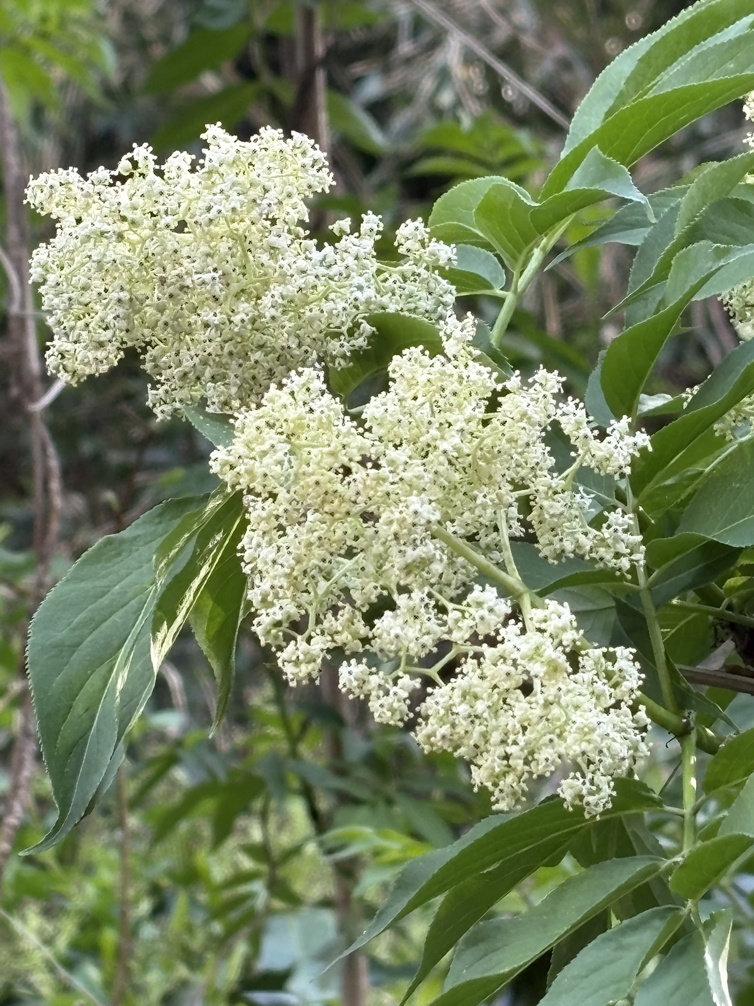 がぜん存在感を示すニワトコ 2025-04-09