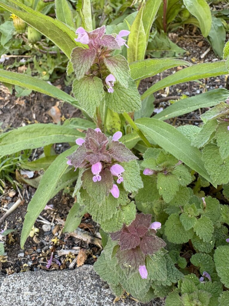 ヒメオドリコソウ