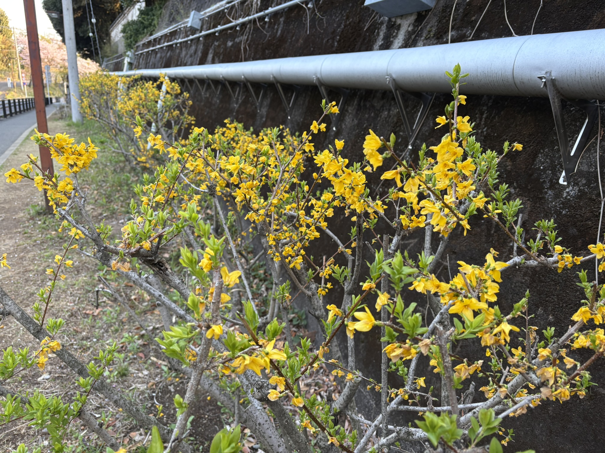 道端で頑張るレンギョウ 2025-04-09