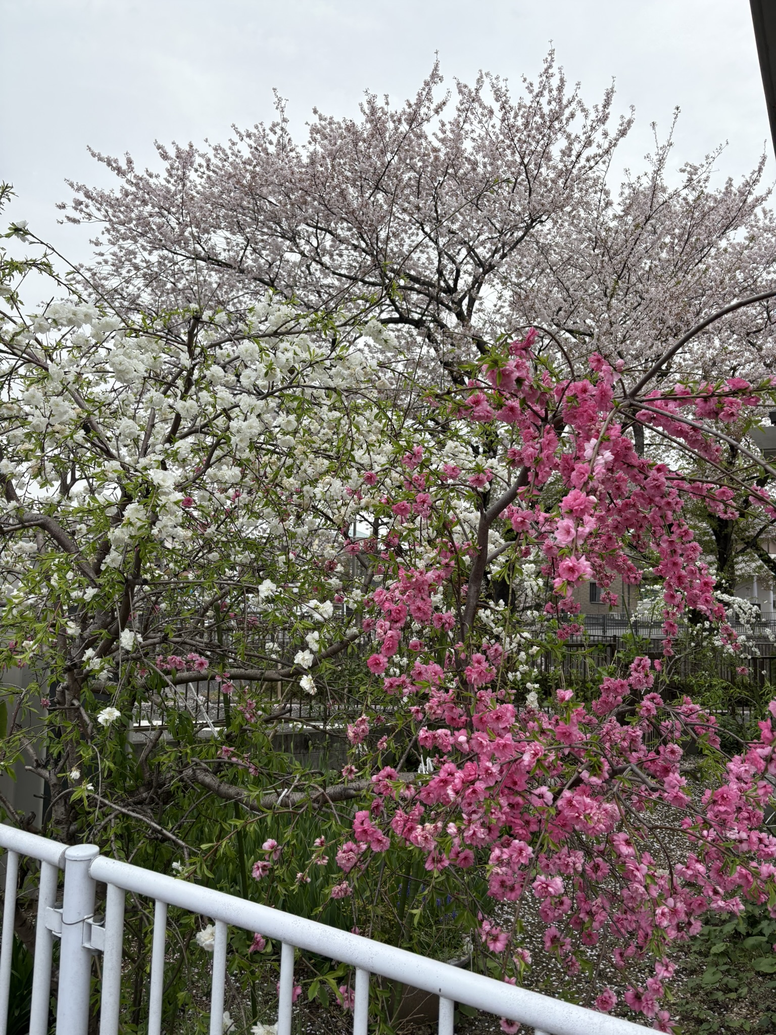 紅白のハナモモとソメイヨシノの競演 2025-04-10