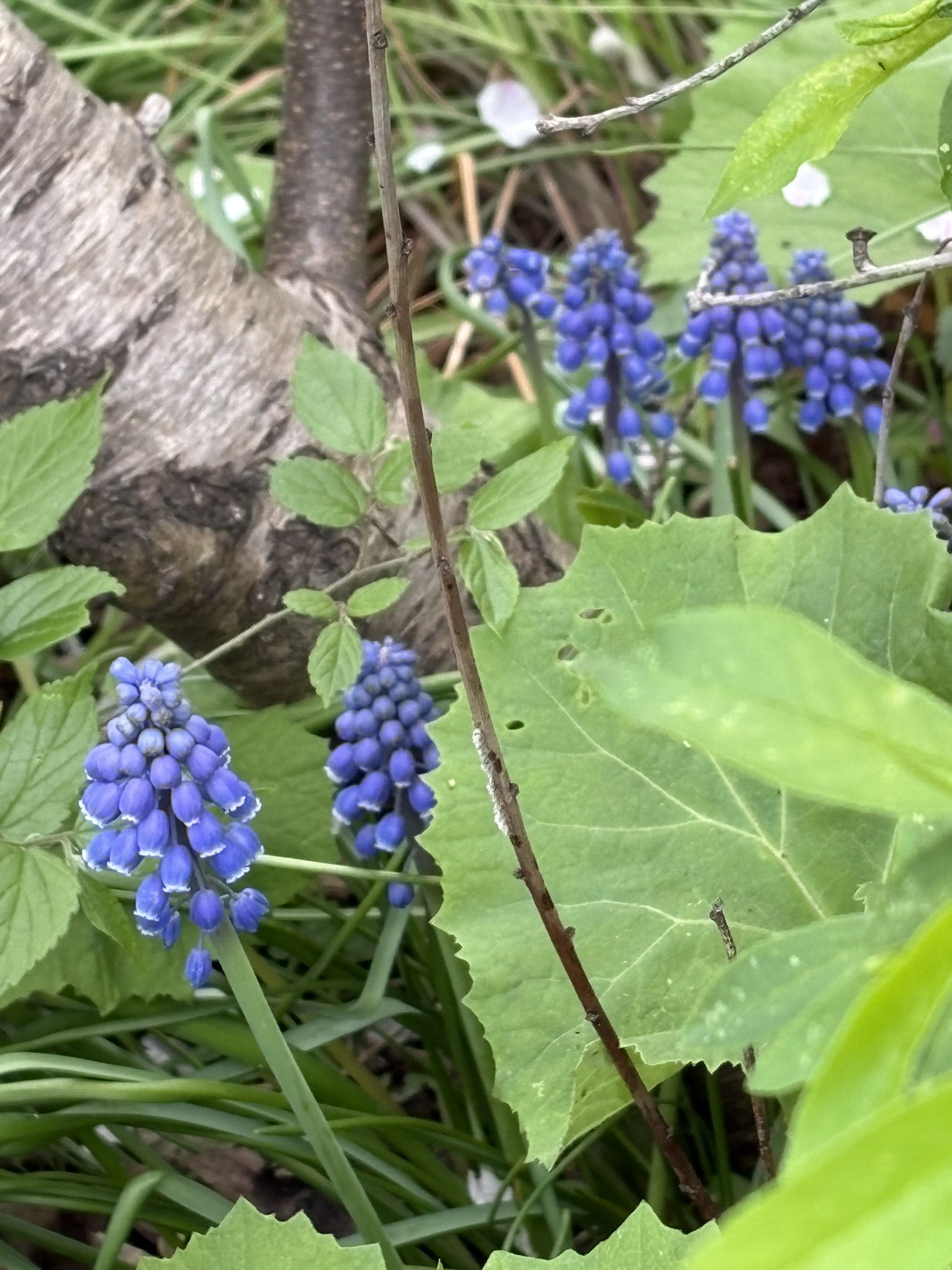 サクラの足元にムスカリが咲いています 2025-04-10