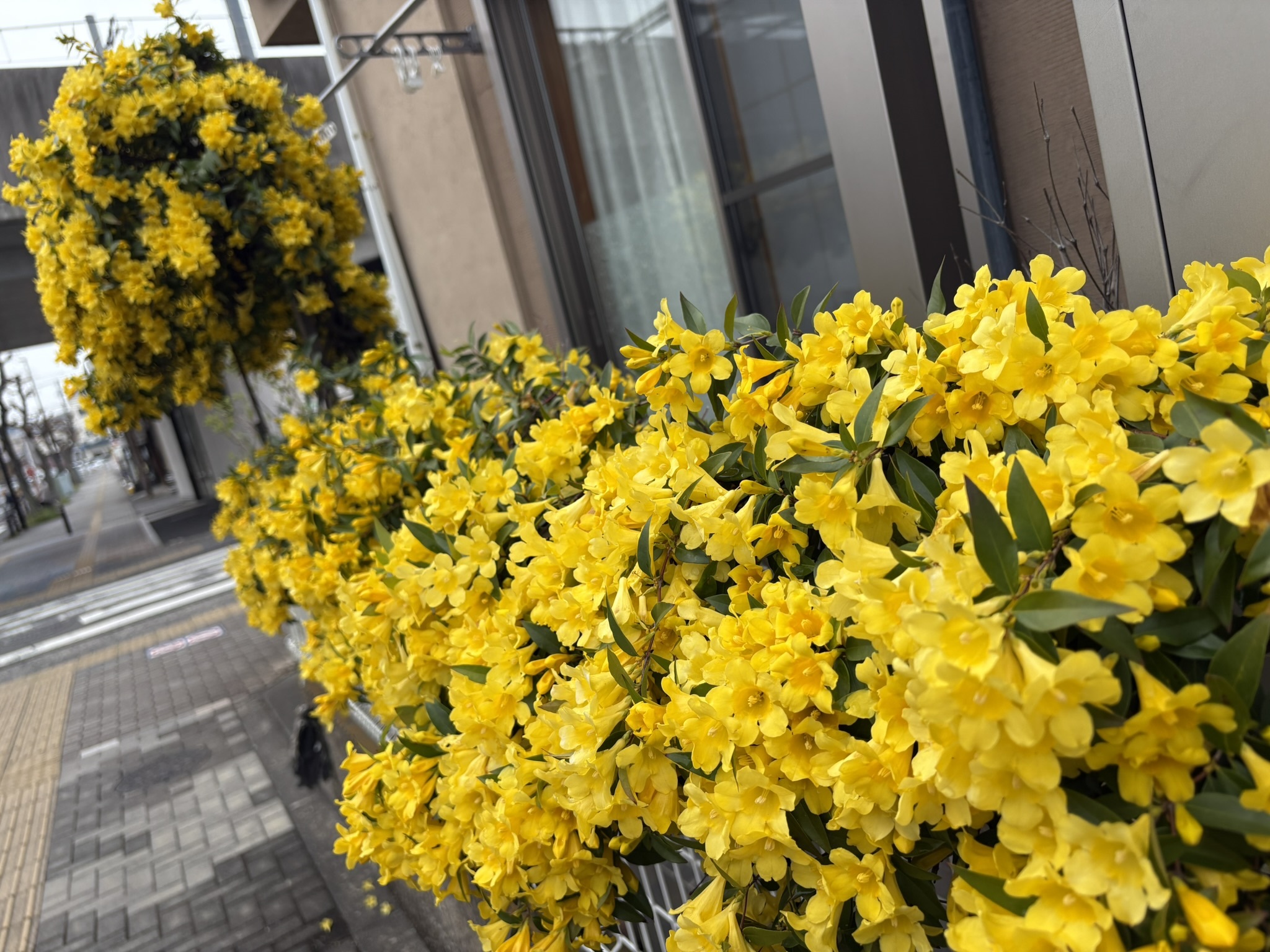 カロラインジャスミン黄色い花の季節が始まります  2025-04-11