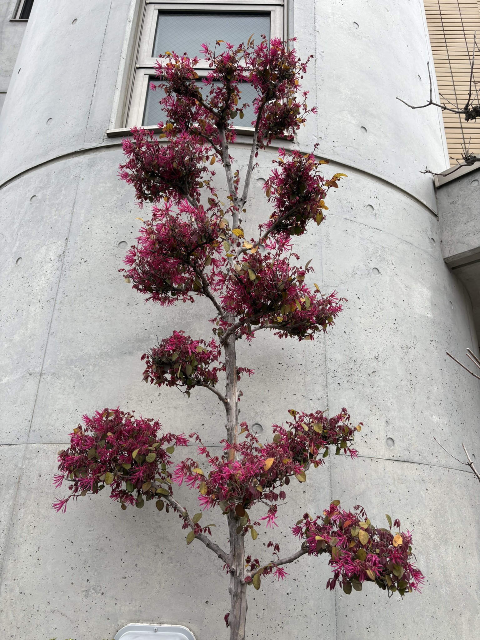 アカバナマンサク？ベニバナトキワマンサク？ 2025-04-11