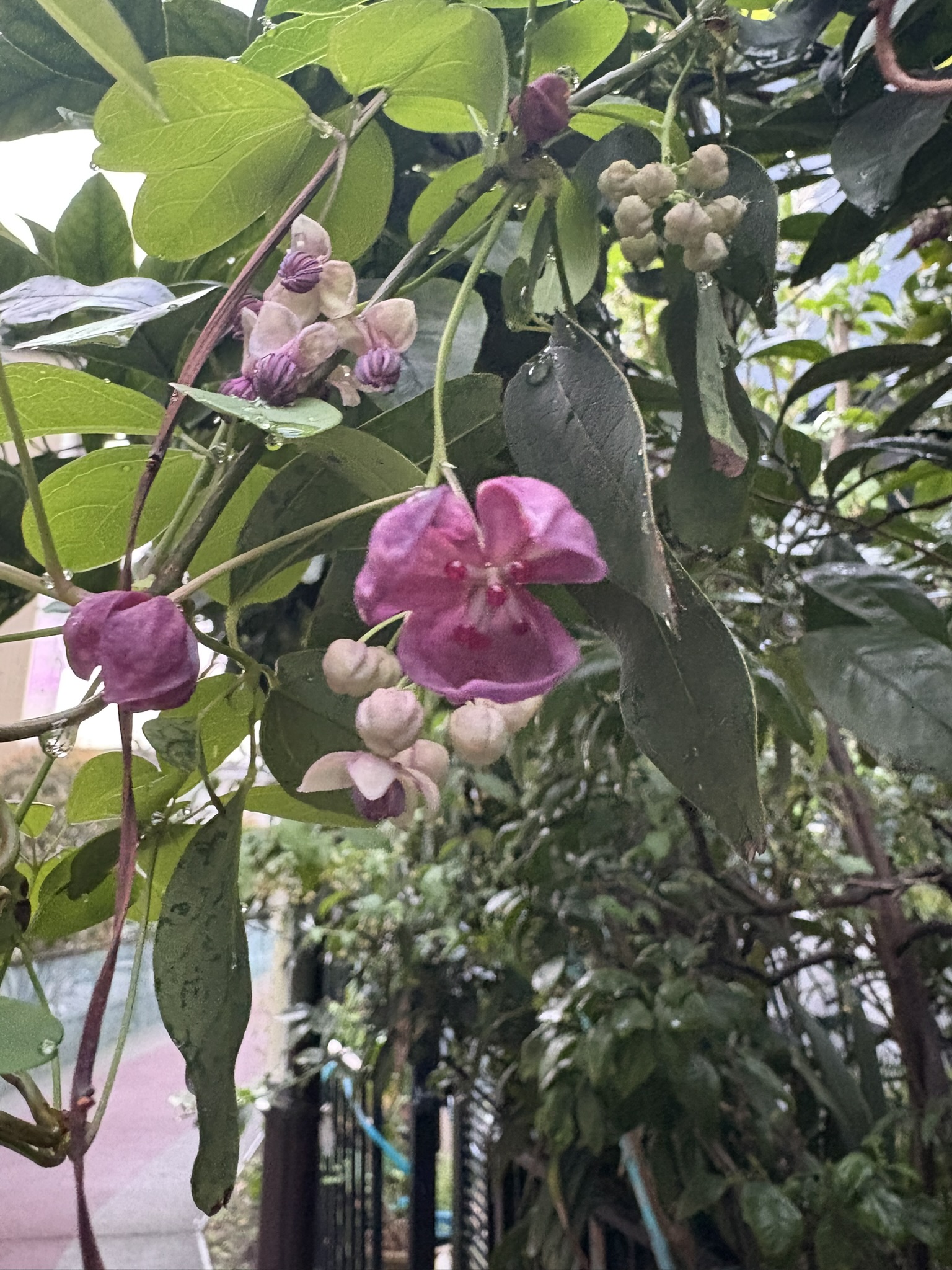 アケビの花が咲き始めました 2025-04-11