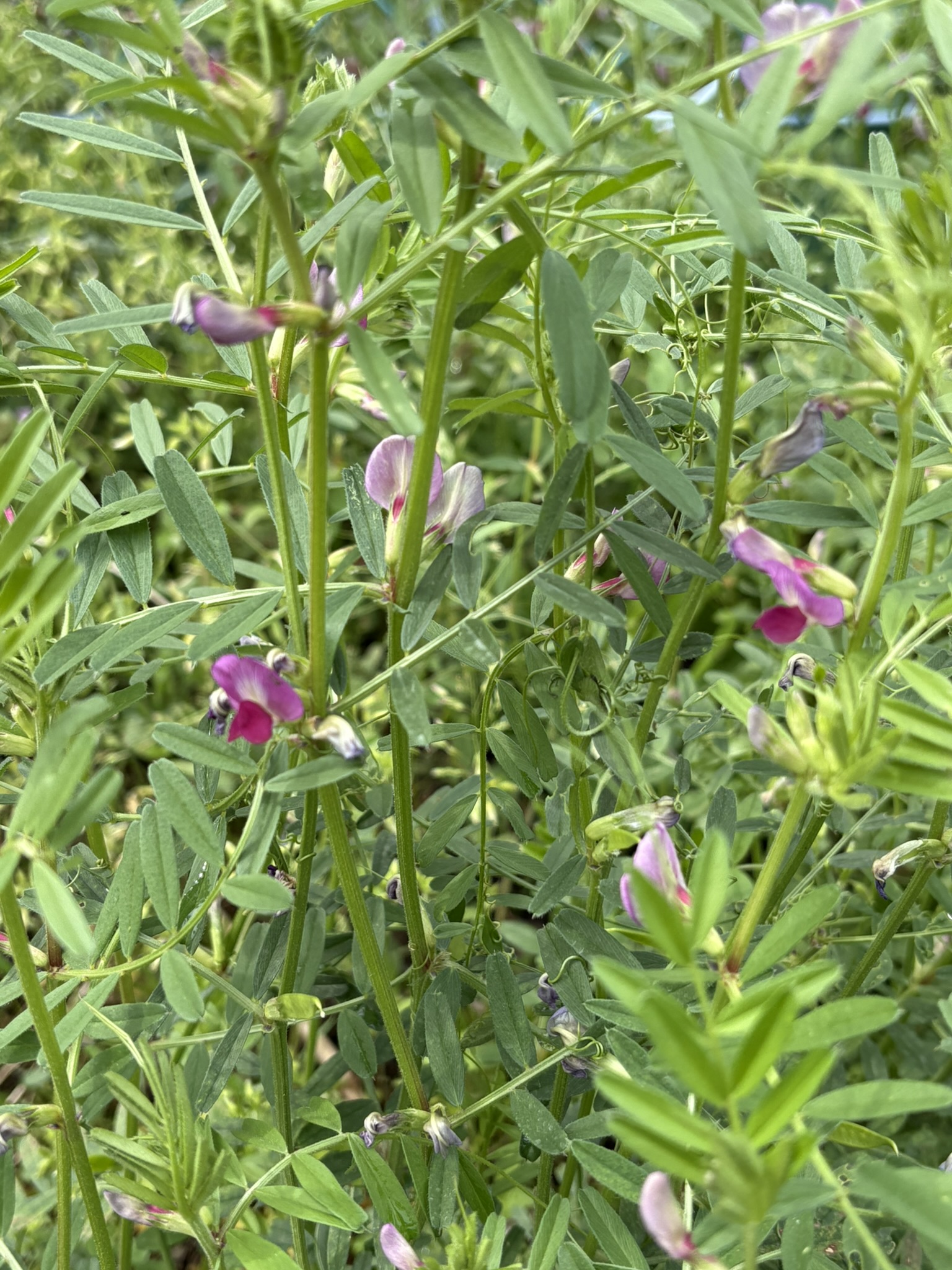 カラスノエンドウはほのぼのした気持ちになる 2025-04-11