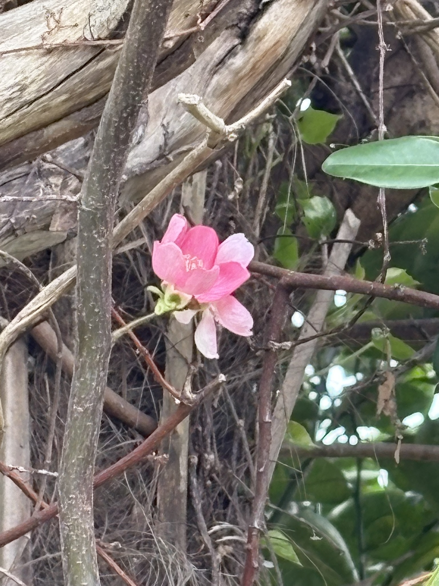 カリンの花が可憐に咲いています 2025-04-11