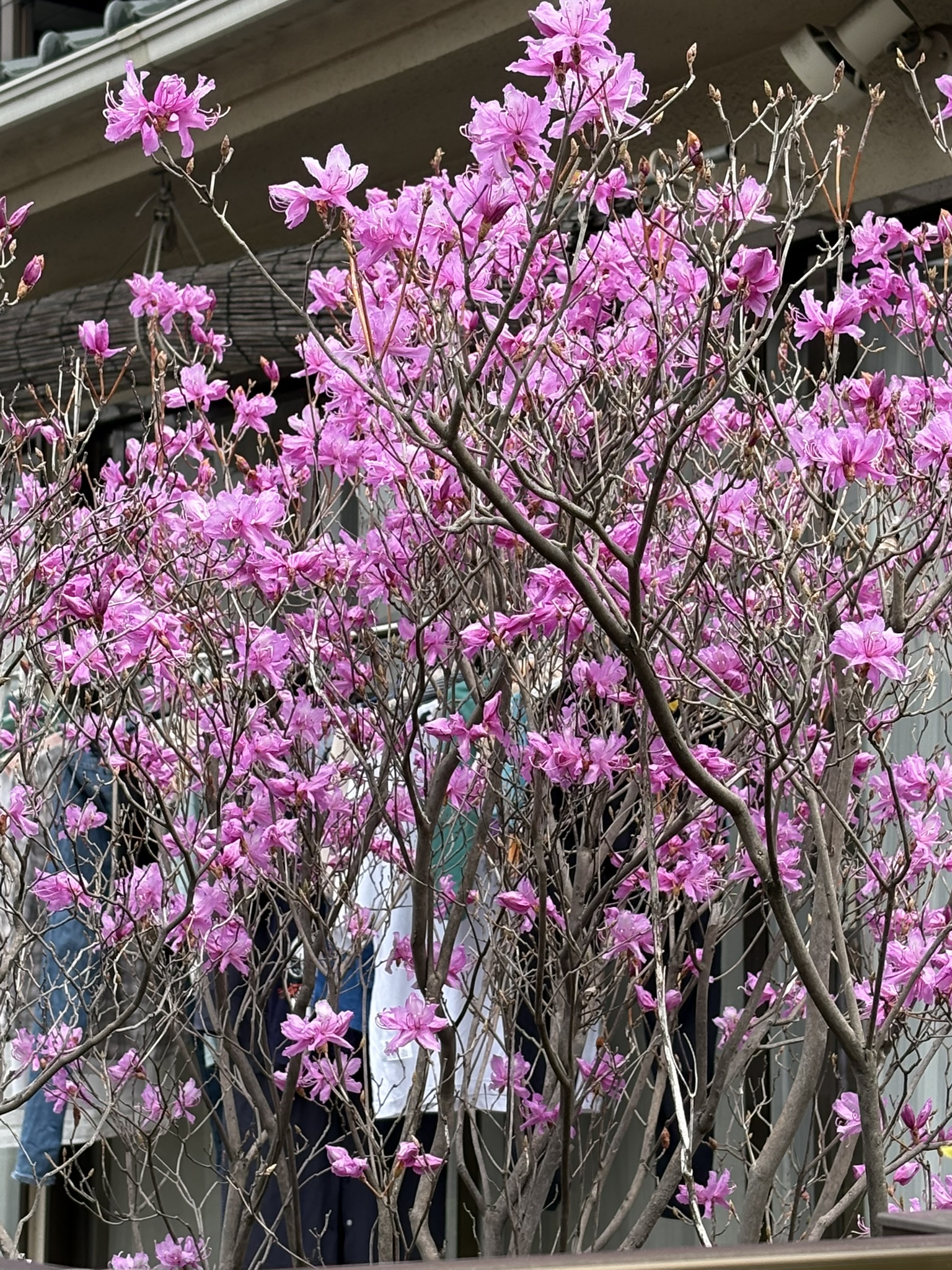 葉より先に花の咲くゲンカイツツジ 2025-04-11