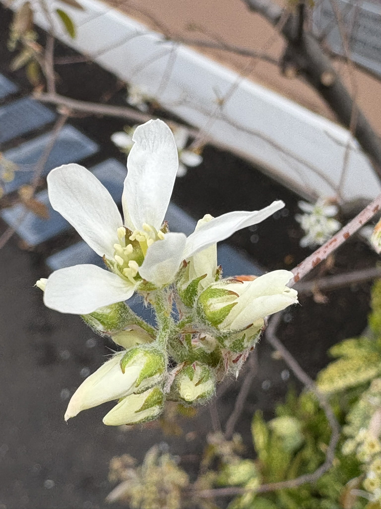 細身の花弁はジューンベリー 2025-04-11