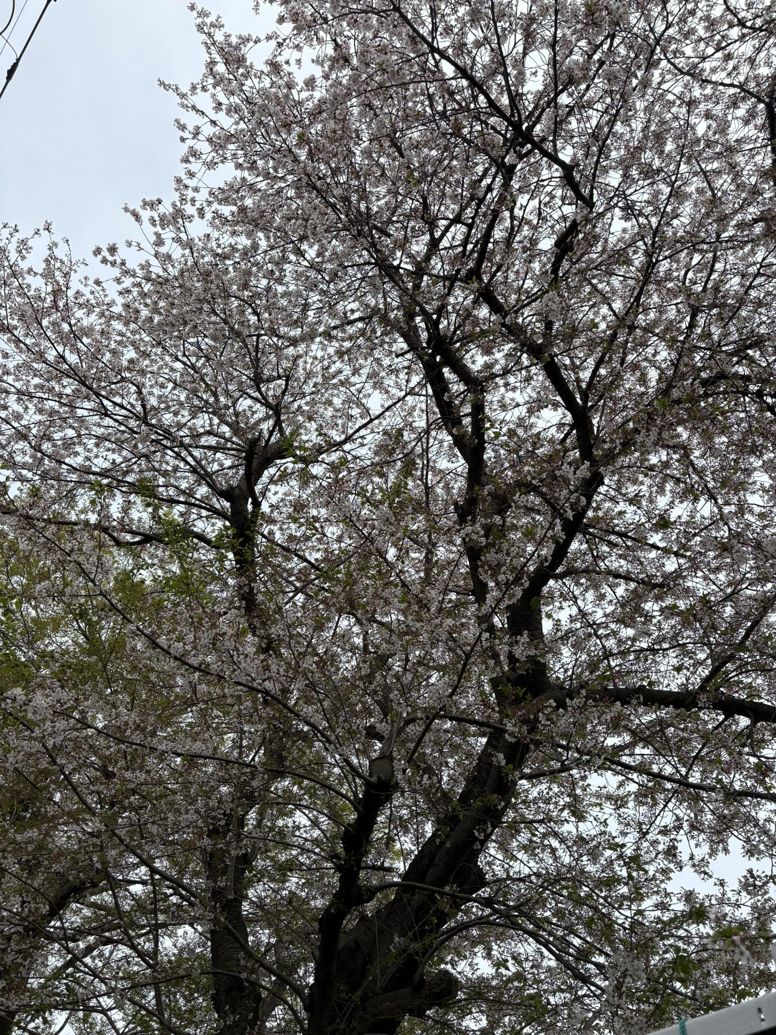 四中通りのソメイヨシノが散り始めています 2025-04-11