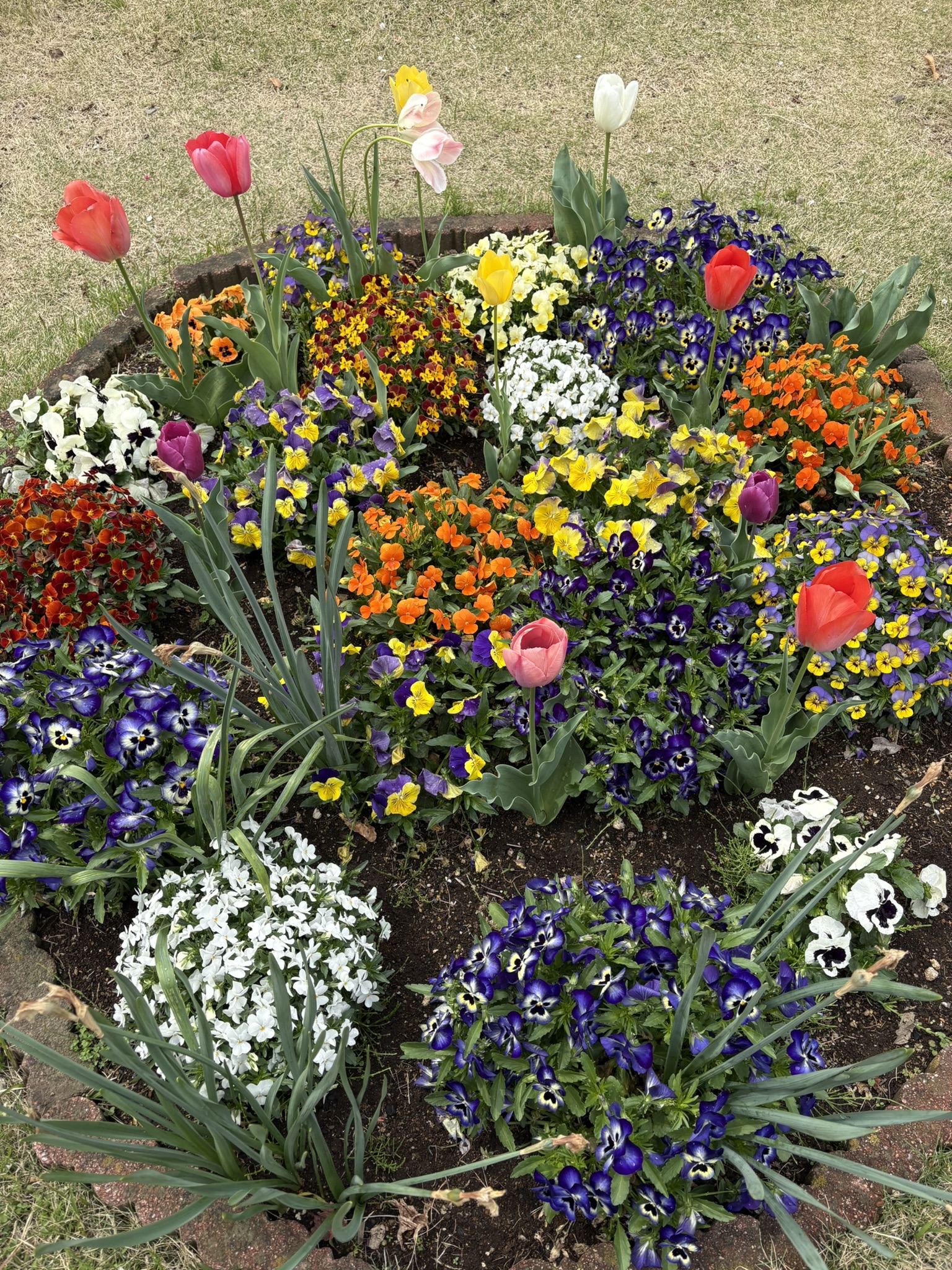 押立堀公園の花壇が素敵 2025-04-11