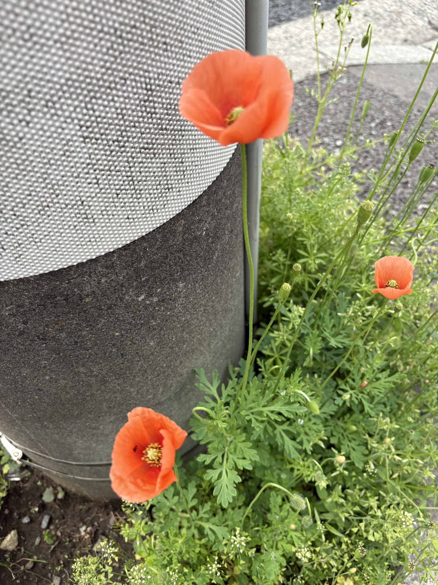 ナガミヒナゲシの季節がやってきました 2025-04-11