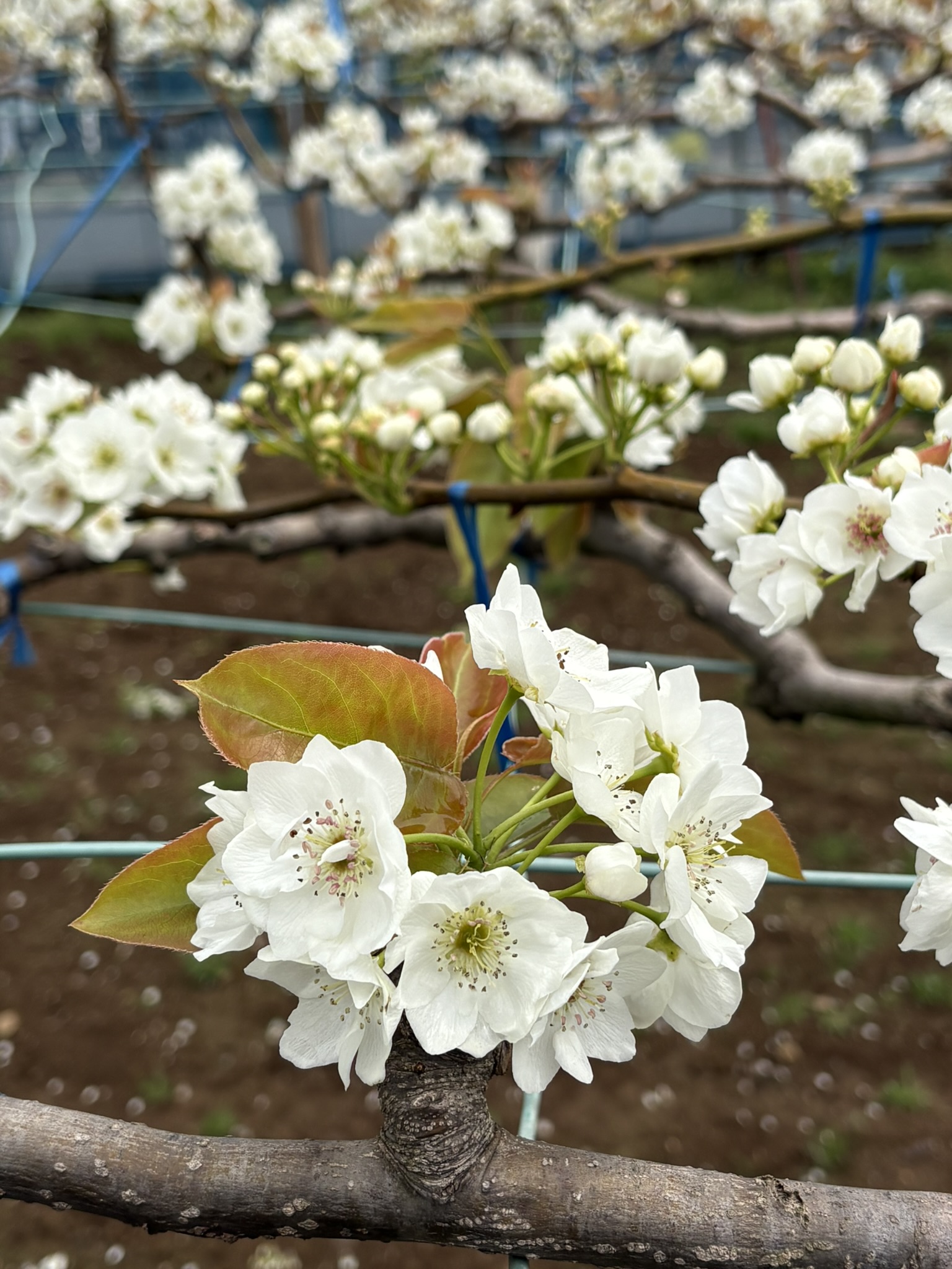 押立のナシの花が満開 2025-04-11