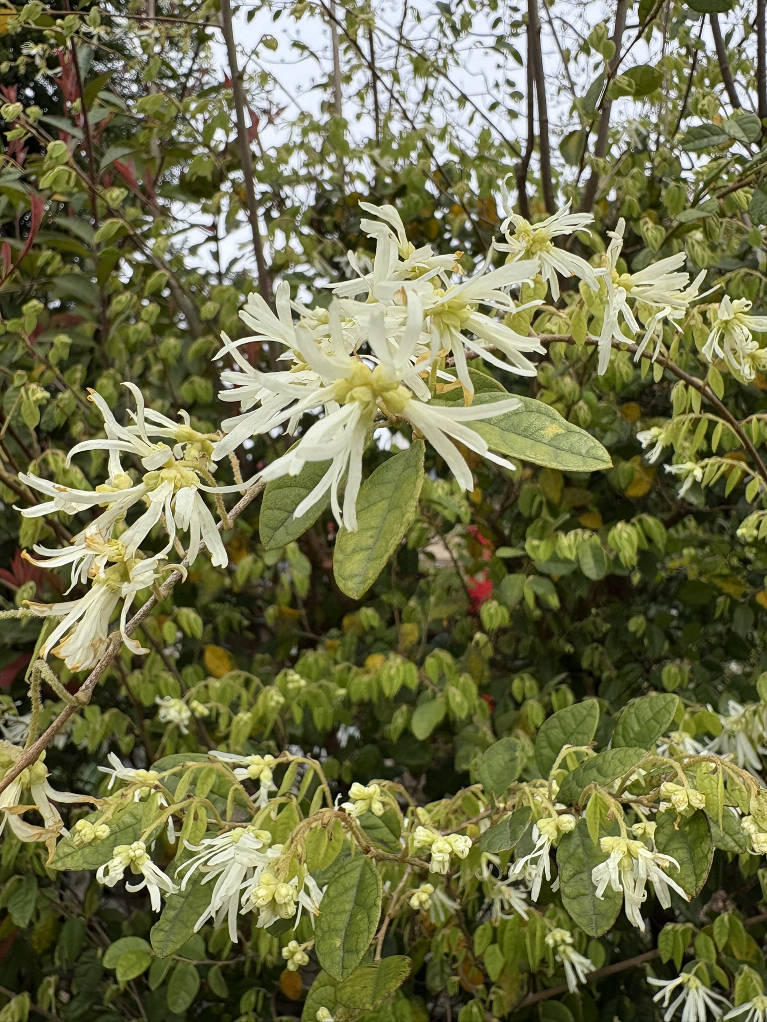 風に揺れるトキワマンサク 2025-04-11