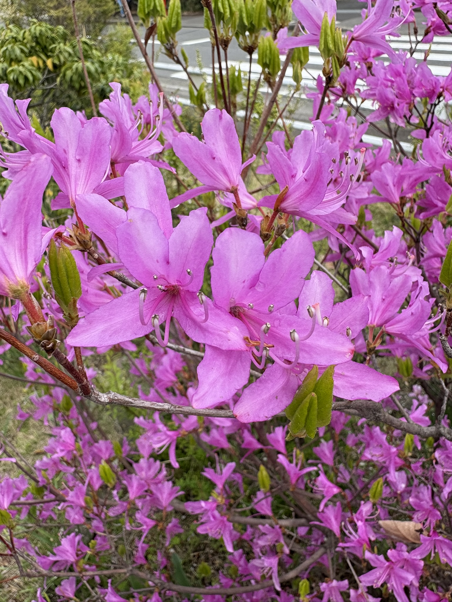 押立堀公園のミツバツツジが満開 2025-04-11