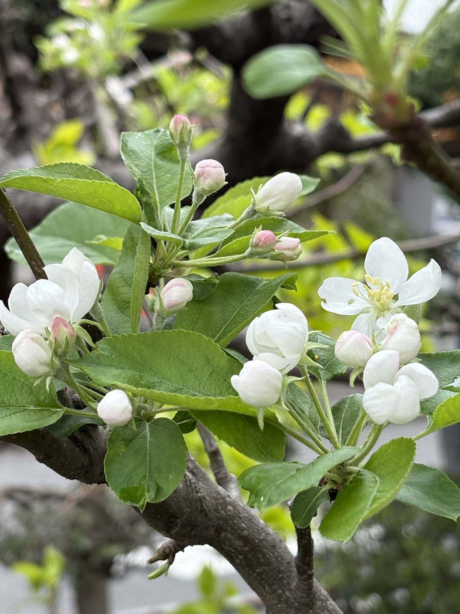 とにかく可憐なリンゴの花 2025-04-11