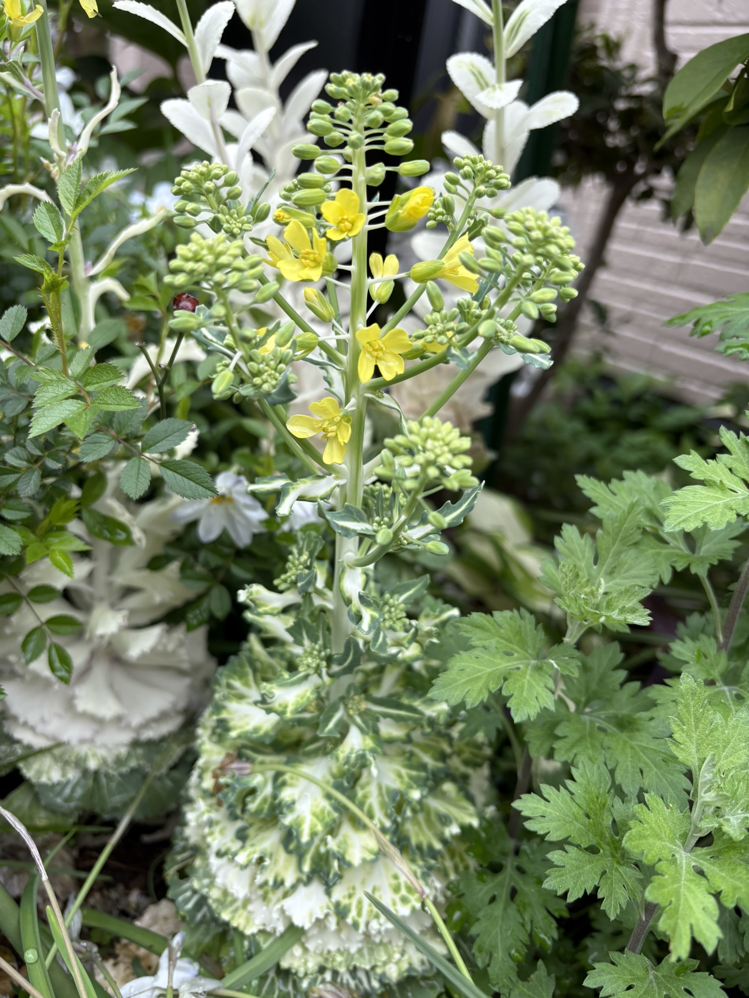 ハボタンは花も楽しみましょう 2025-04-11