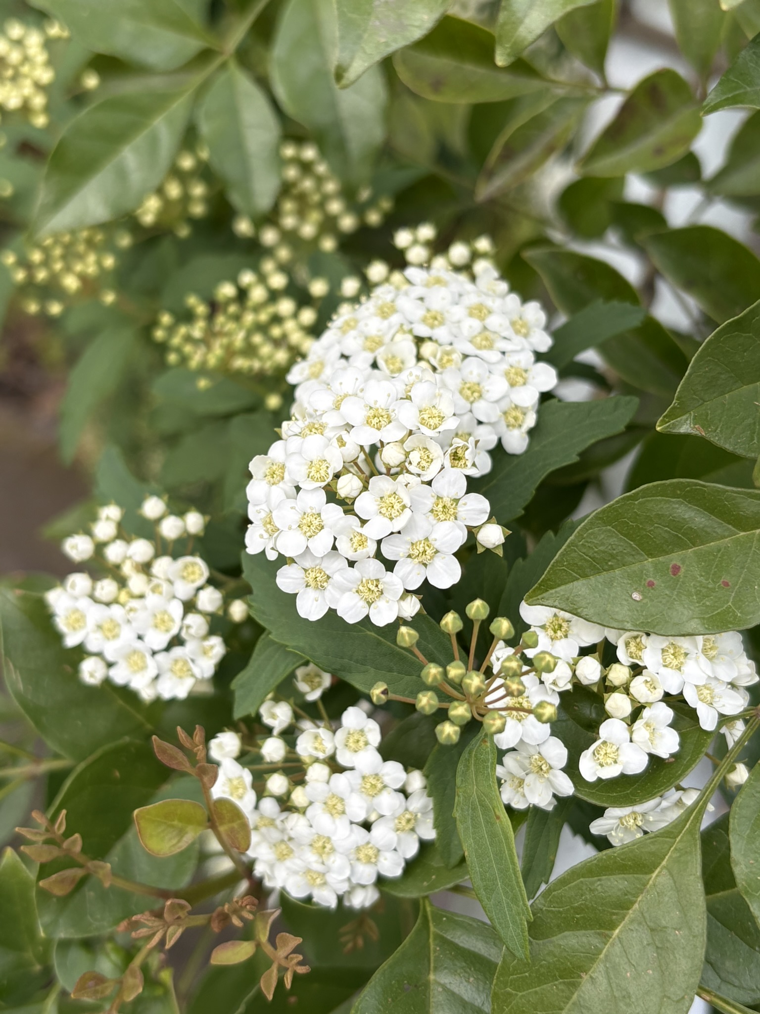 コデマリ開花 小さくて白い花の季節に突入 2025-04-12