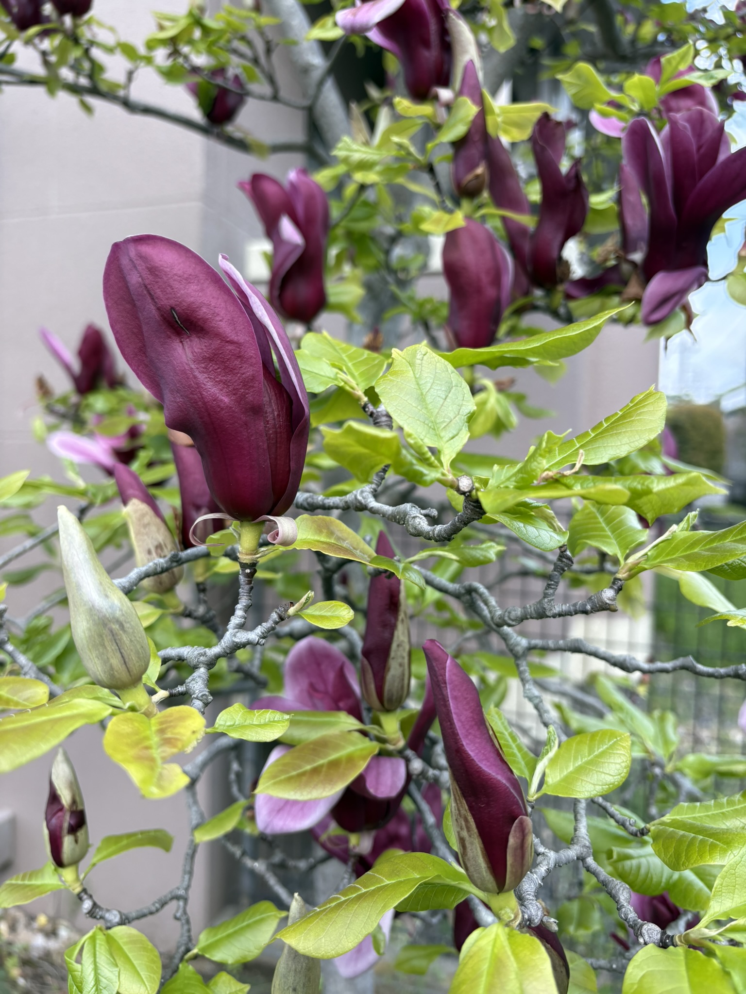 まだまだ頑張って咲いているシモクレン 2025-04-12