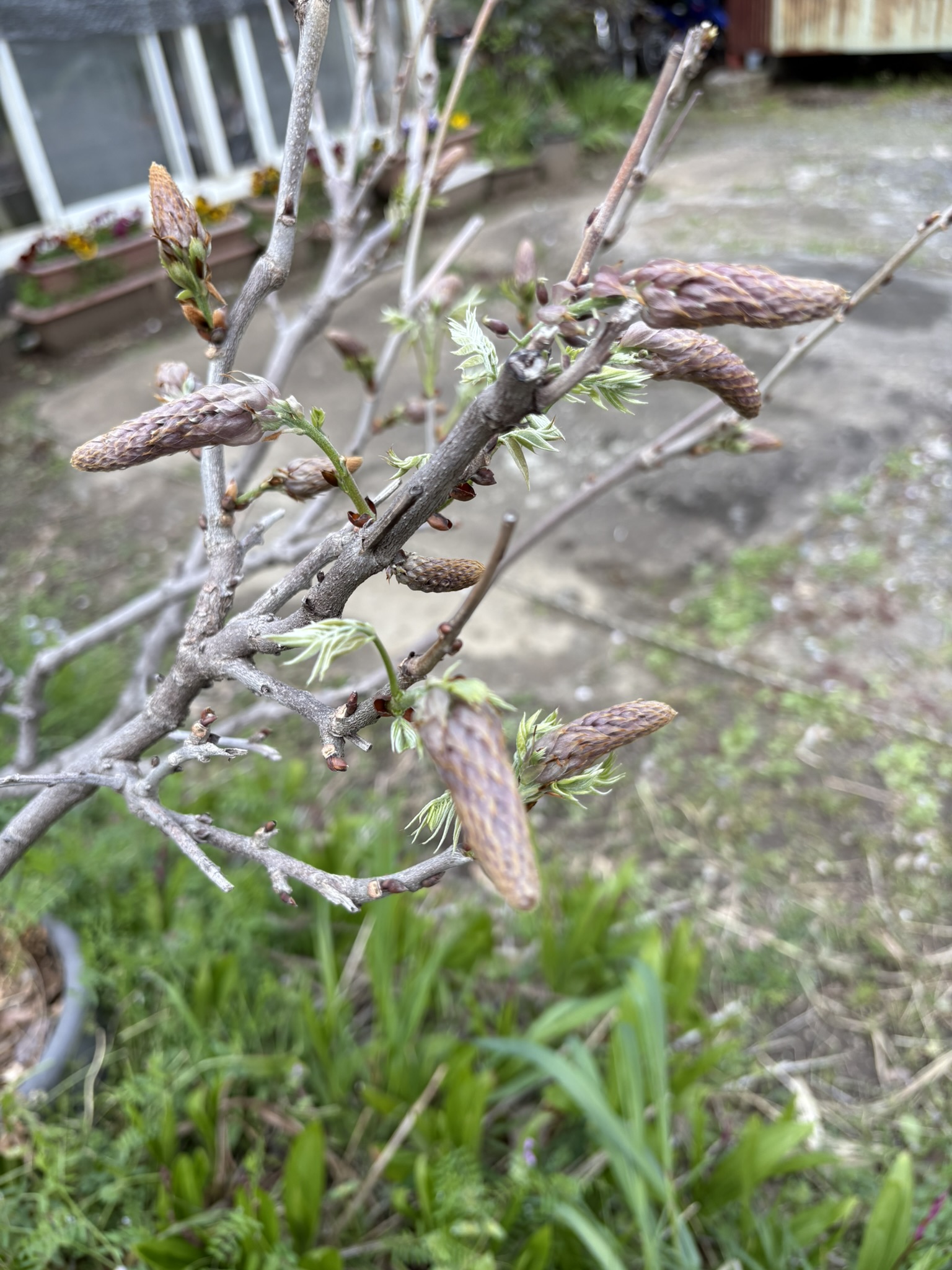 フジが咲くのももうすぐです 2025-04-12