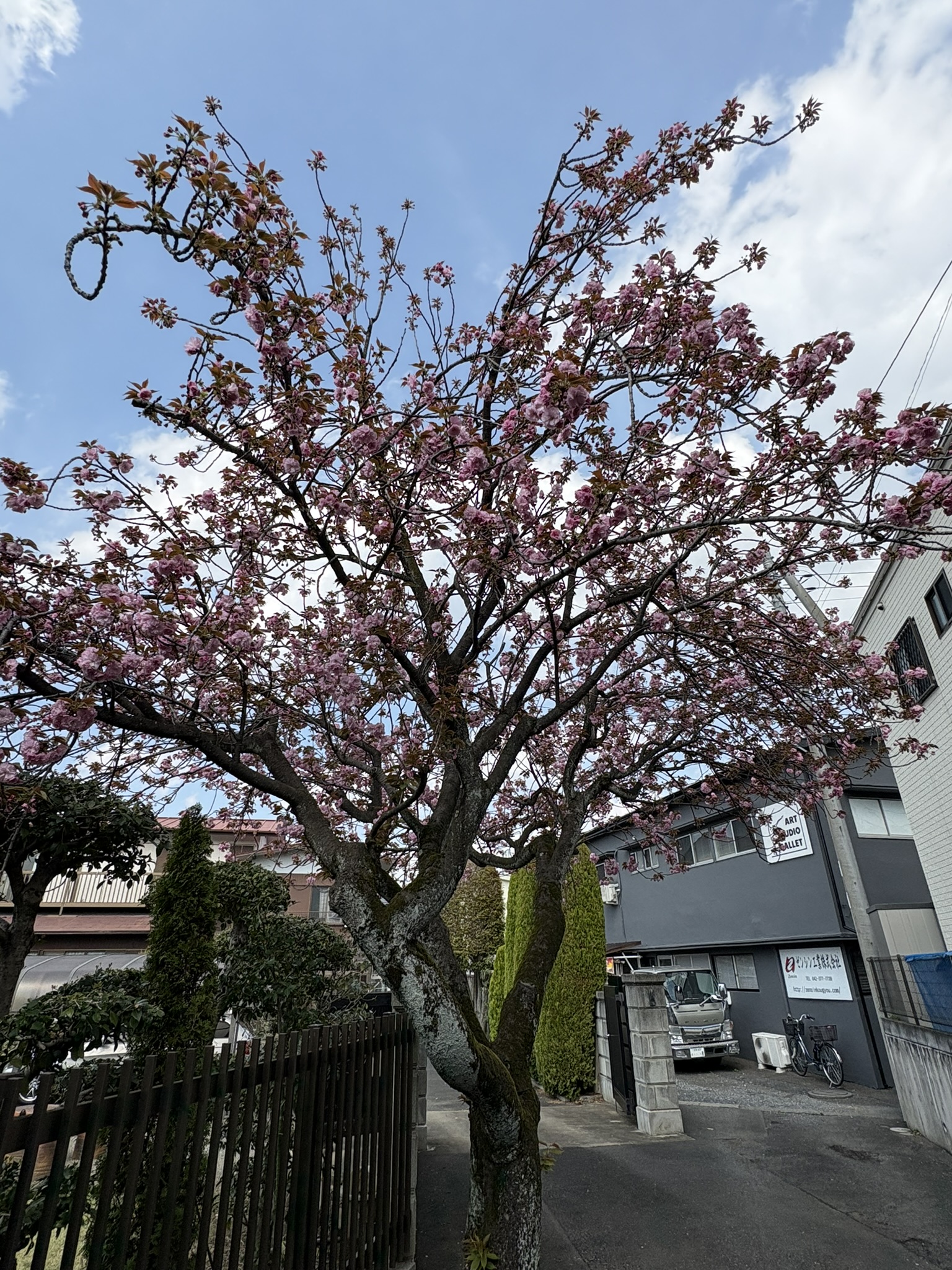 バレエスタジオのヤエザクラは立ち姿が美しい 2025-04-12