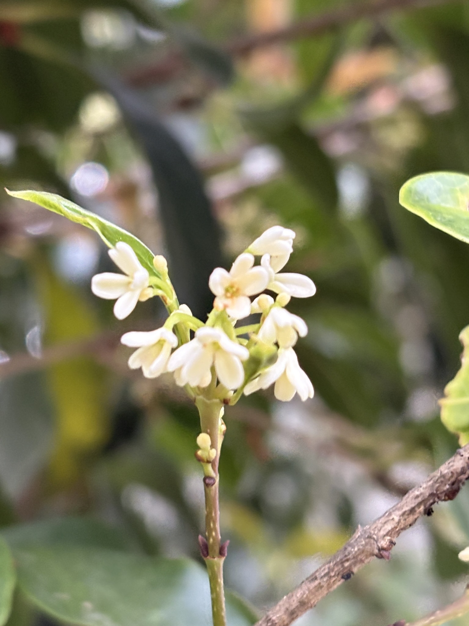 狂い咲きのギンモクセイ 2025-04-13