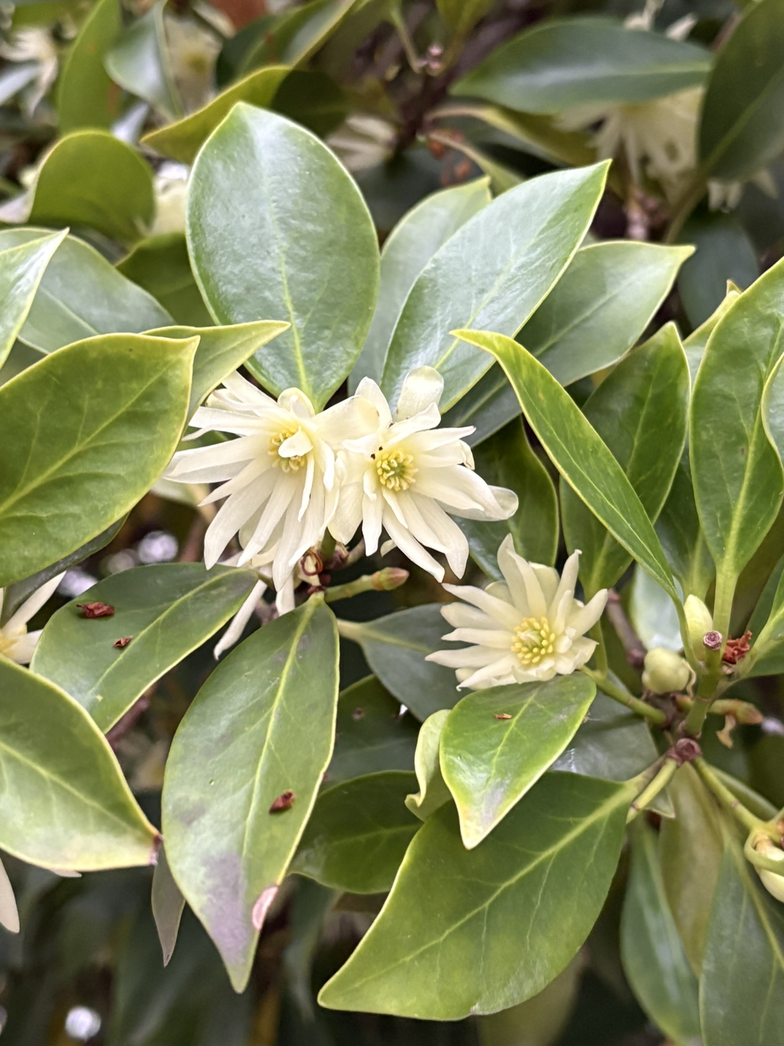 シキミ 線香の原料になるそうです 2025-04-13