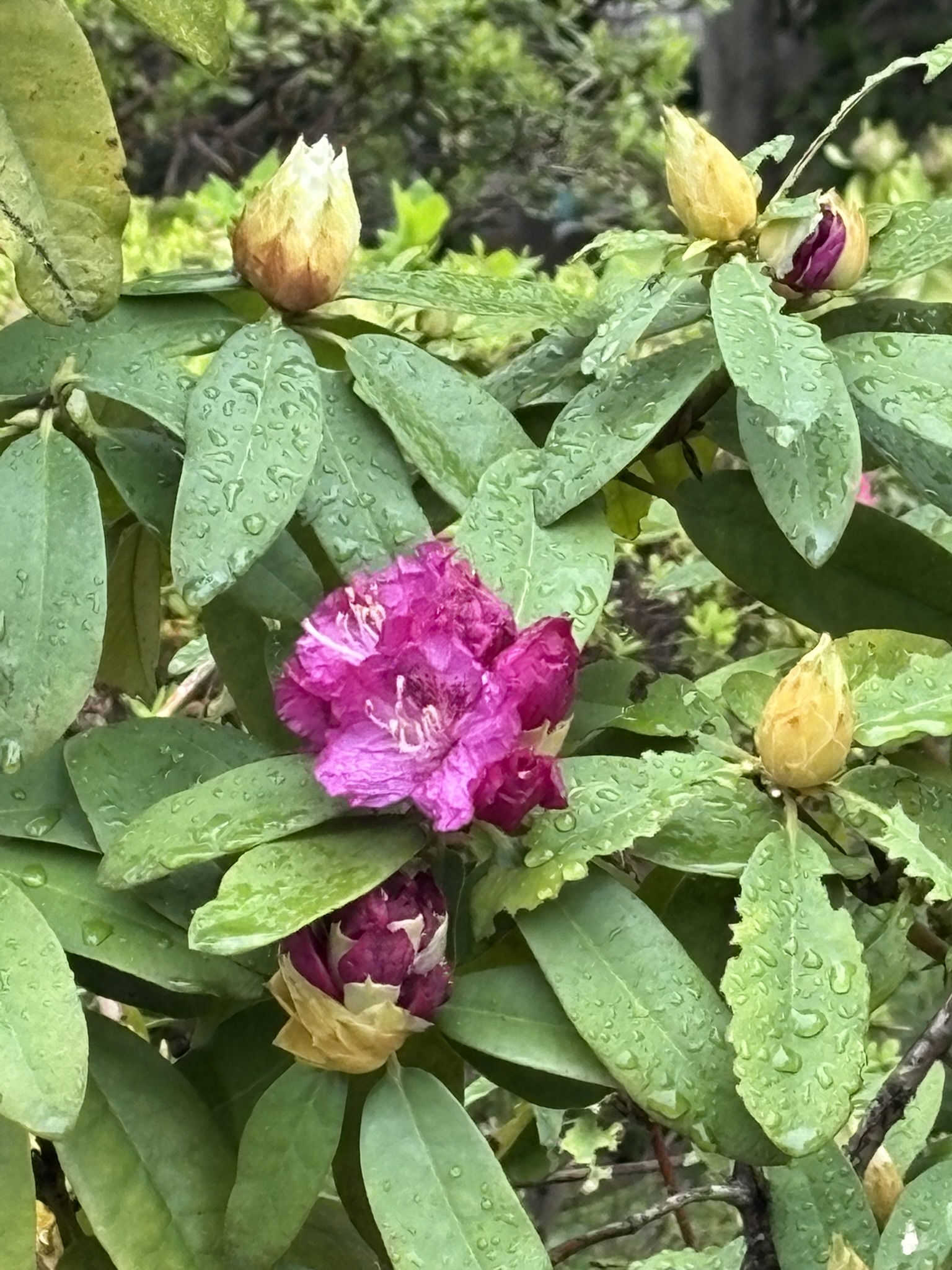 シャクナゲ 満開になるのが楽しみ 2025-04-13
