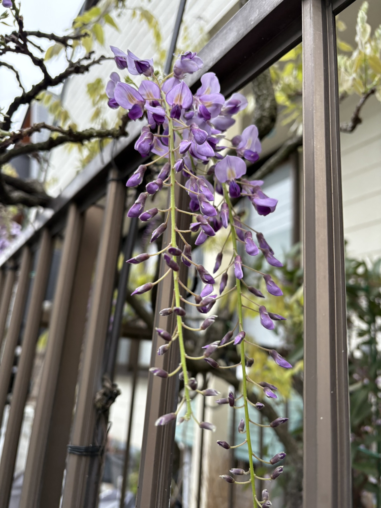 フジの開花を見つけました 2025-04-13