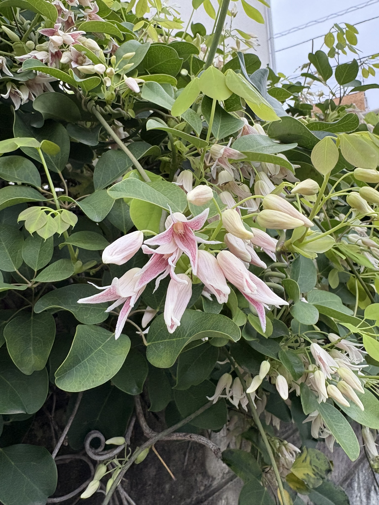 四中通りのムベ 2025-04-13