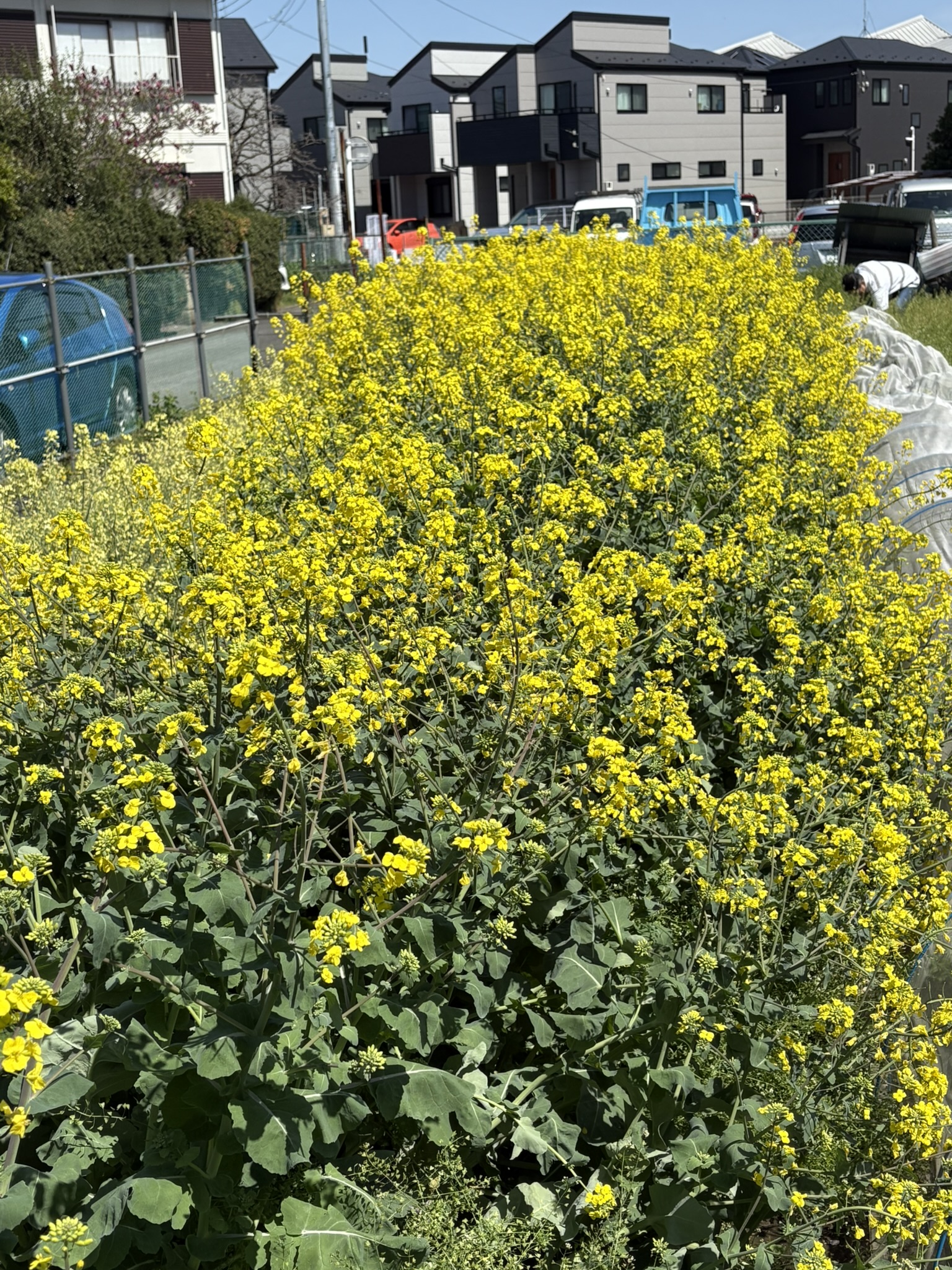 収穫を逃したのかな？ノラボウの花が満開 2025-04-14