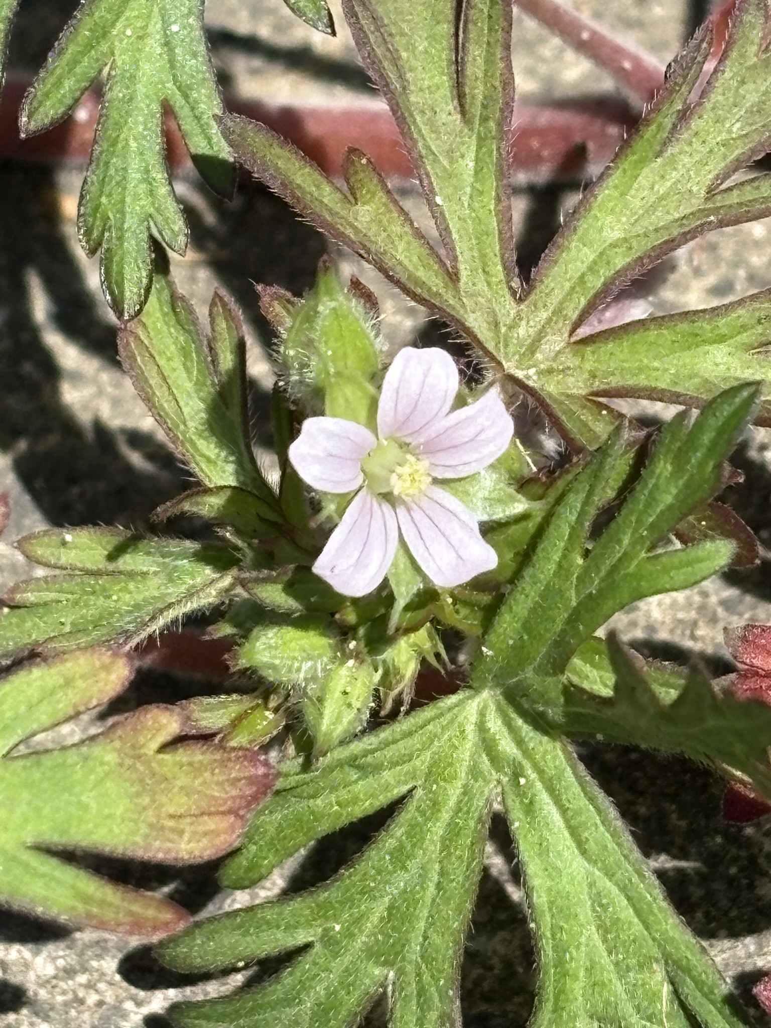 アメリカフウロは日本人好みの淡い紫 2025-04-14