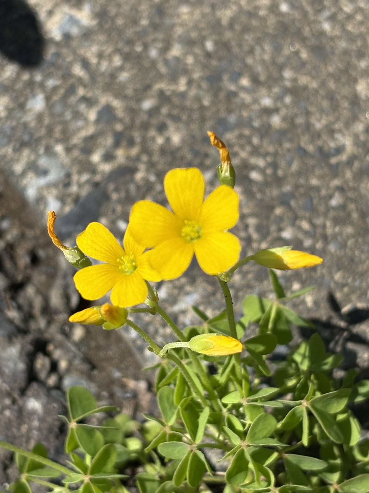 側溝で立ち上がるオッタチカタバミ 2025-04-14