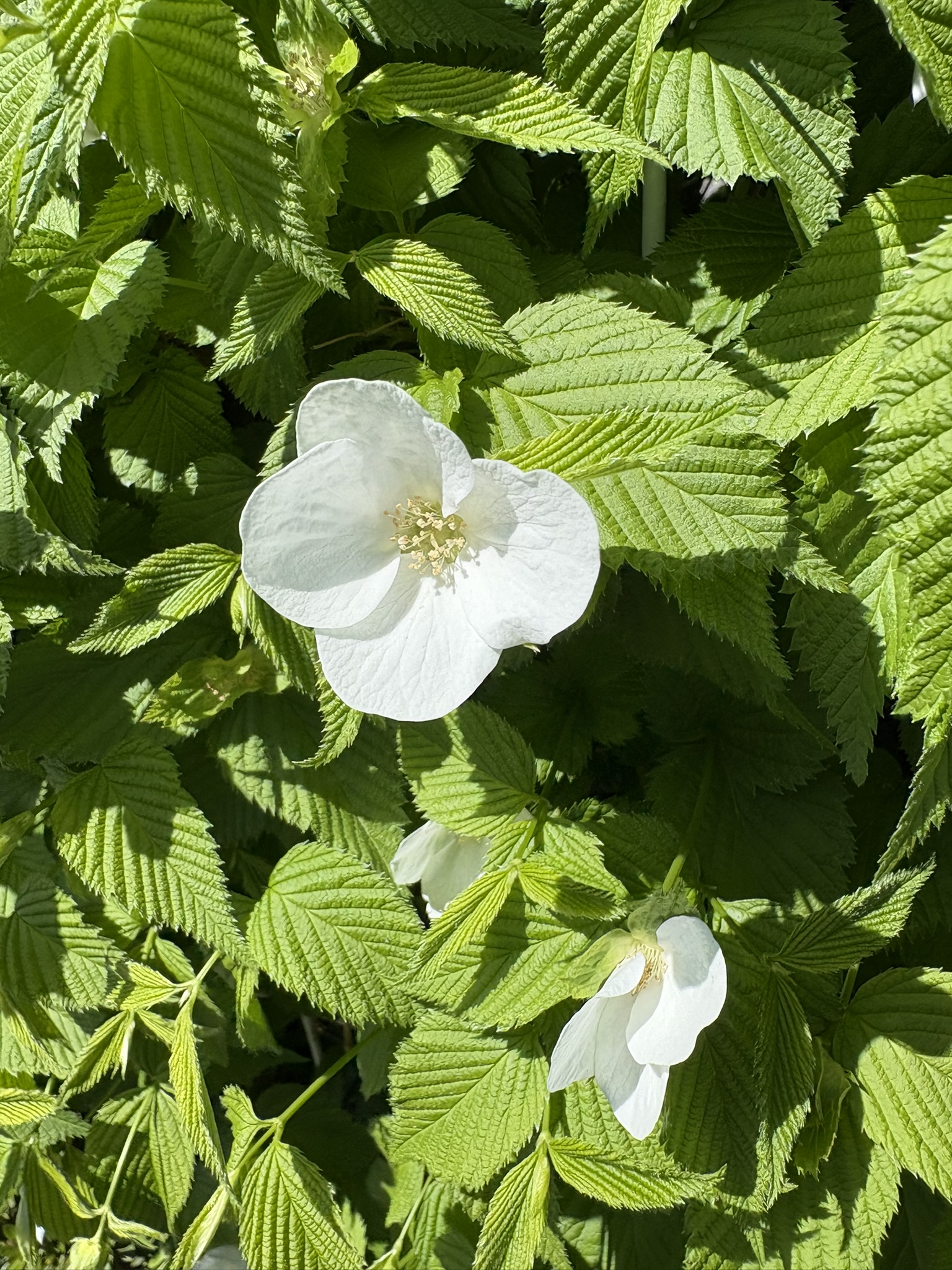 シロヤマブキは花弁が４枚 2025-04-14