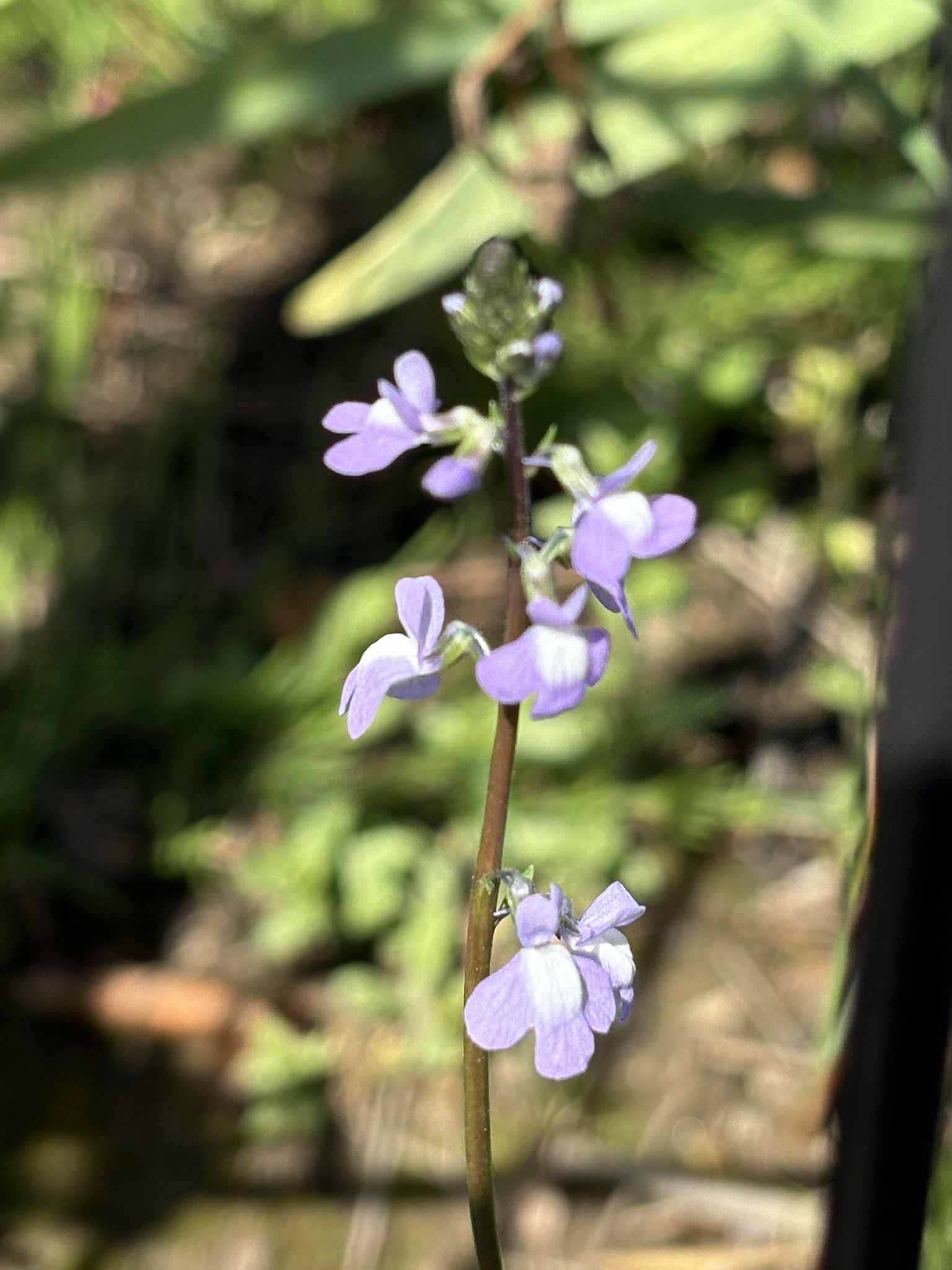 蘭に似た紫の小さな花はマツバウンラン 2025-04-14