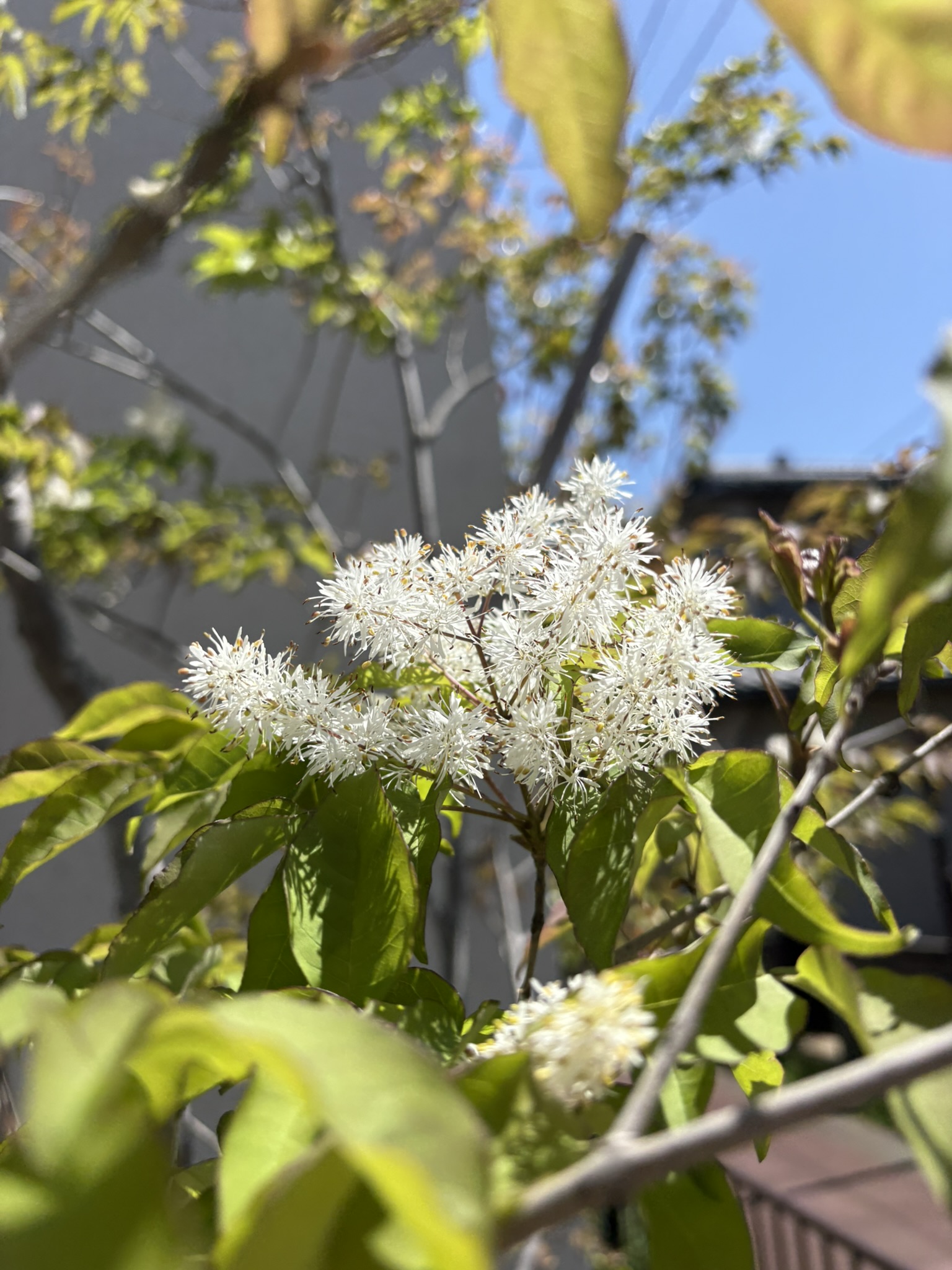 弁天通りのアオダモ 2025-04-15